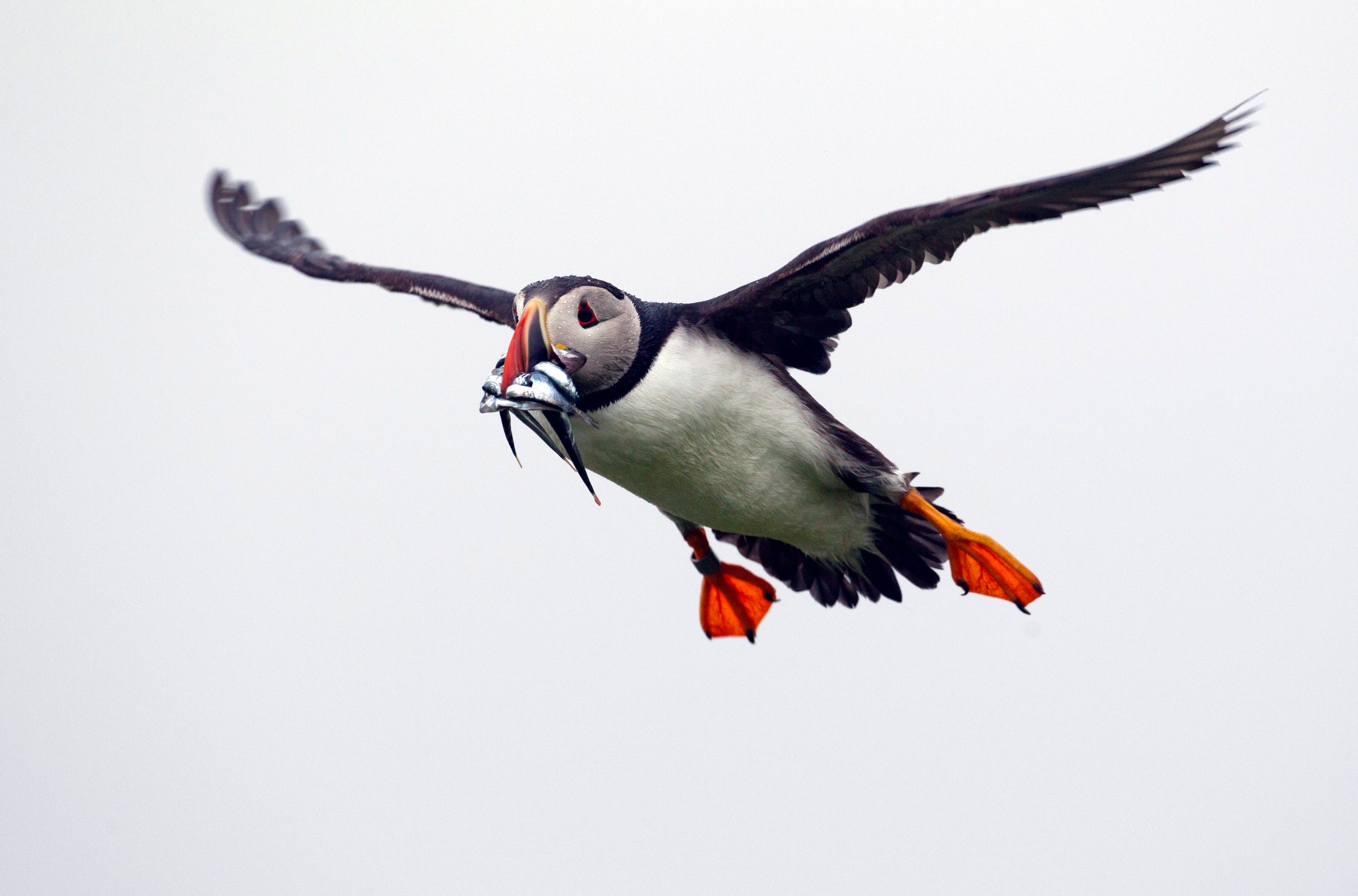 Puffin Peril