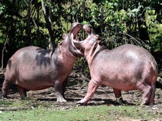 Colombia sterilises drug lord Pablo Escobar’s ‘cocaine hippos’