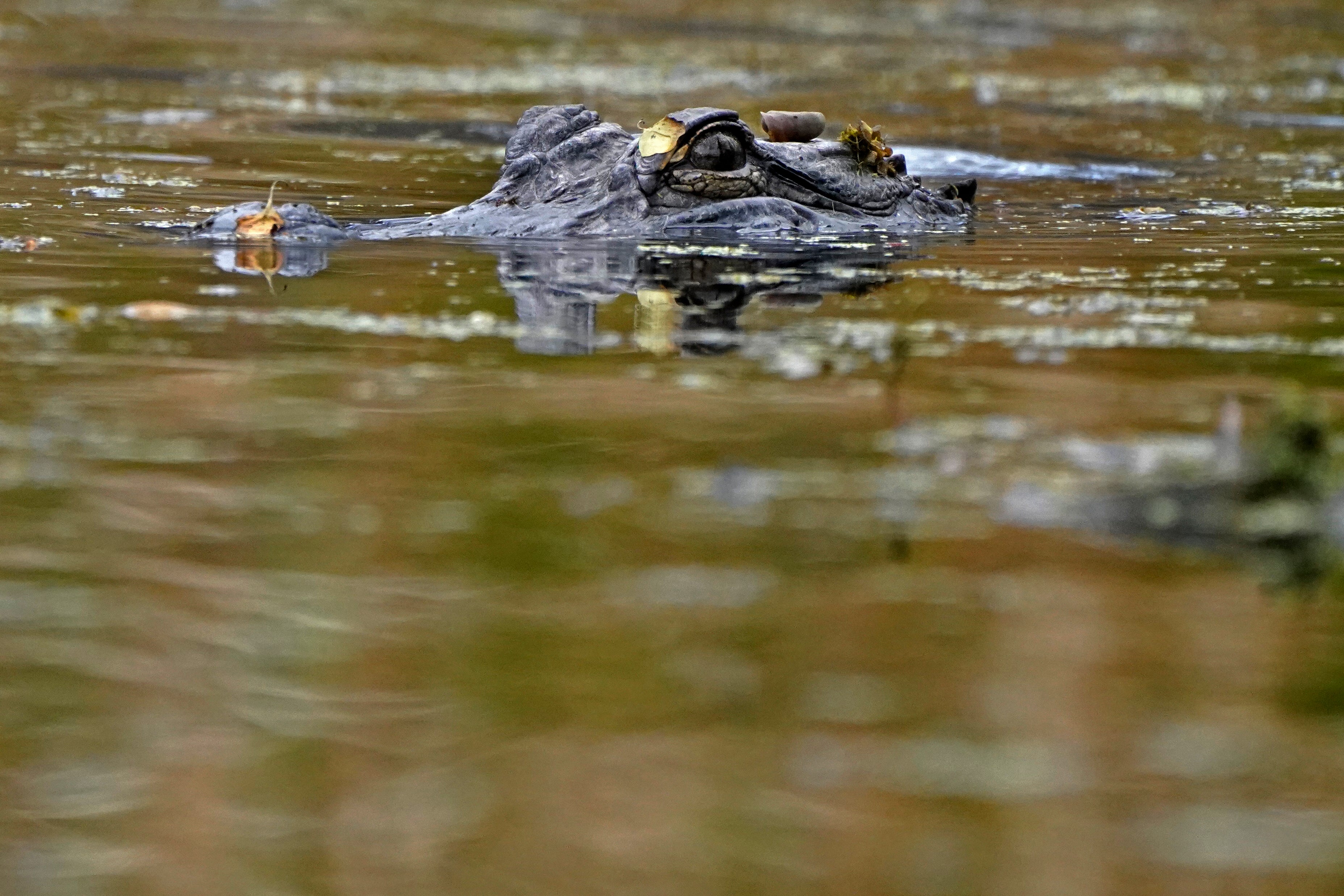 Louisiana Alligators