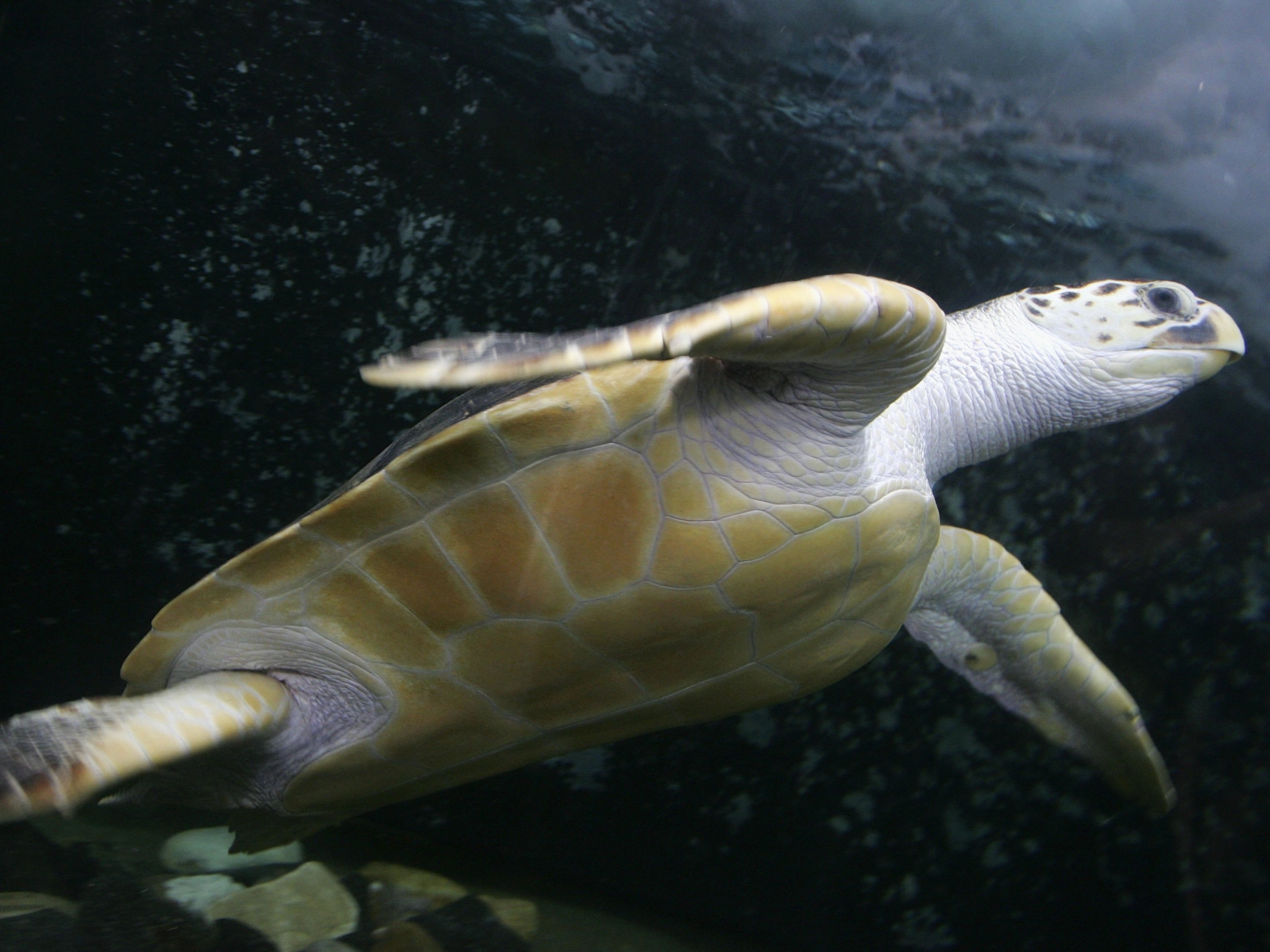 A leatherback swimming under water