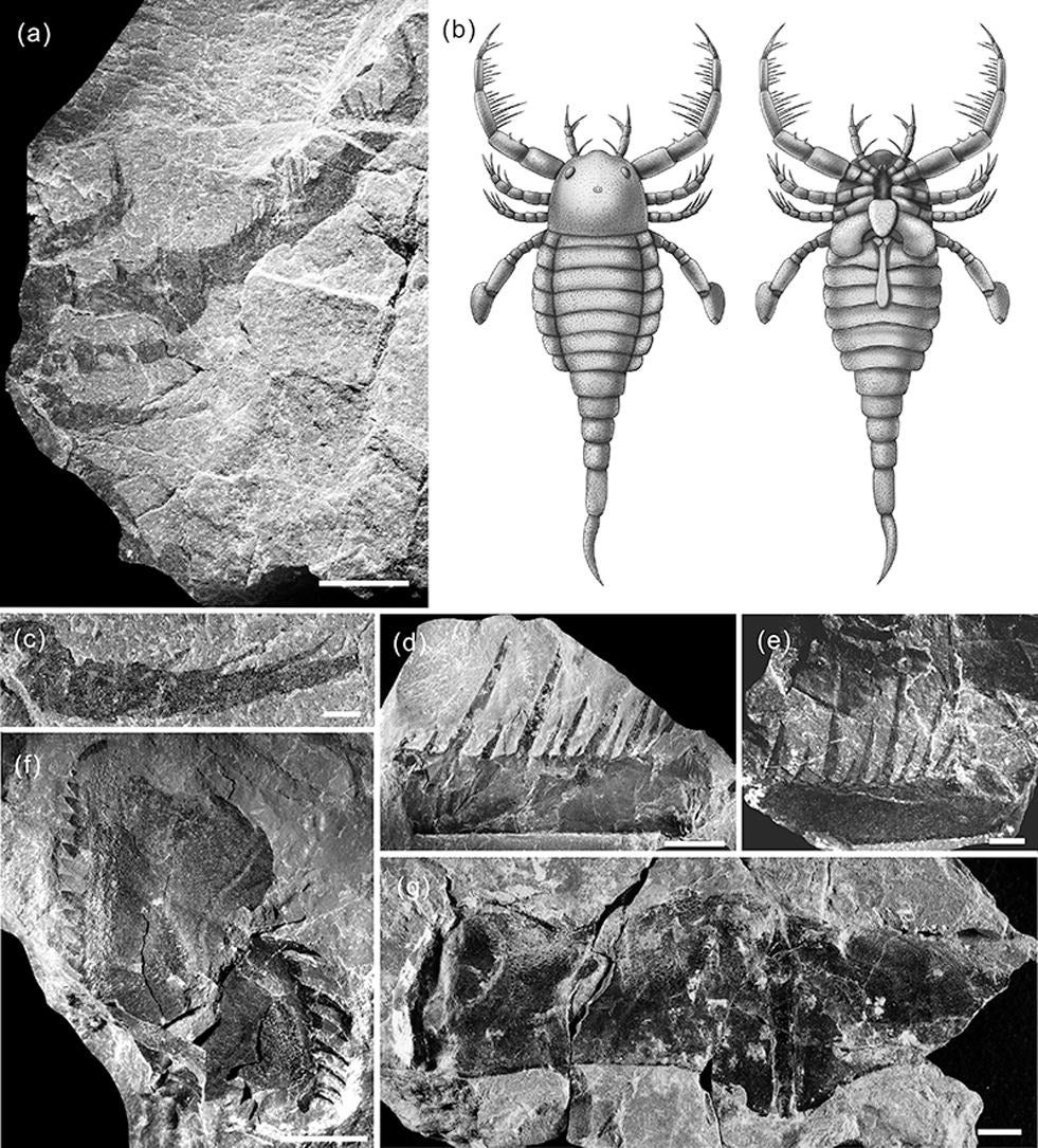 Specimens and reconstruction drawing of the ‘Terropterus xiushanensis’ sea scorpion