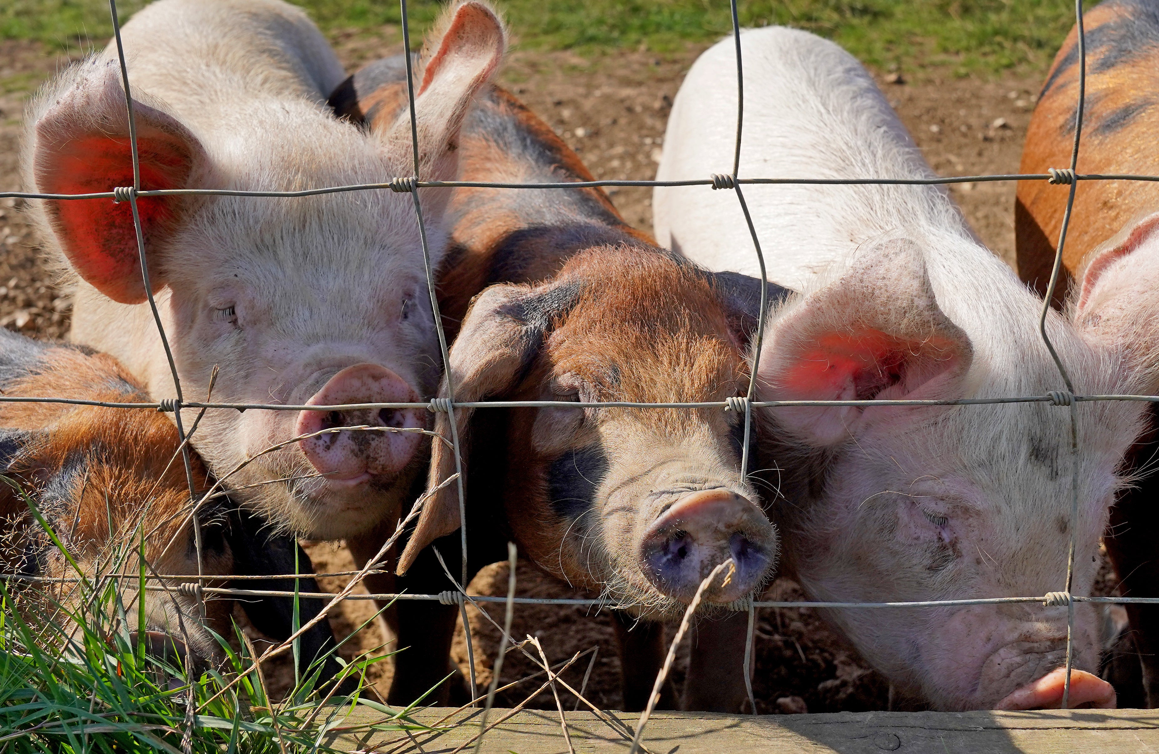 There is a backlog of pigs awaiting slaughter (Gareth Fuller/PA)