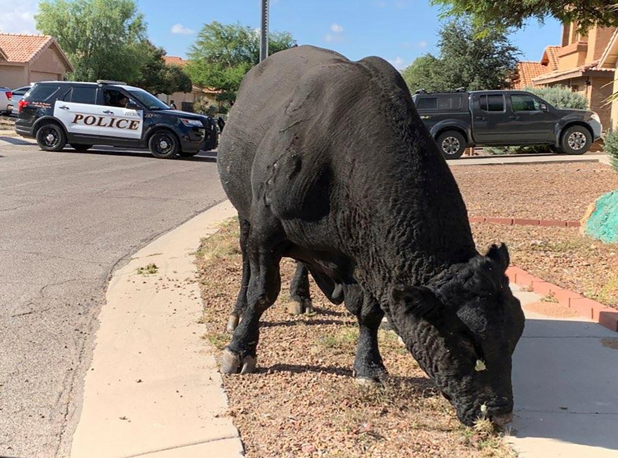 Bull Captured-Tucson Neighborhood