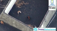 La Palma volcano: Rescuers to try and save trapped dogs using drone with big net