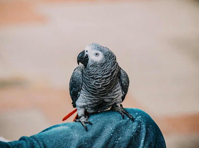 Its social nature has made this bird species one of the most trafficked in the world