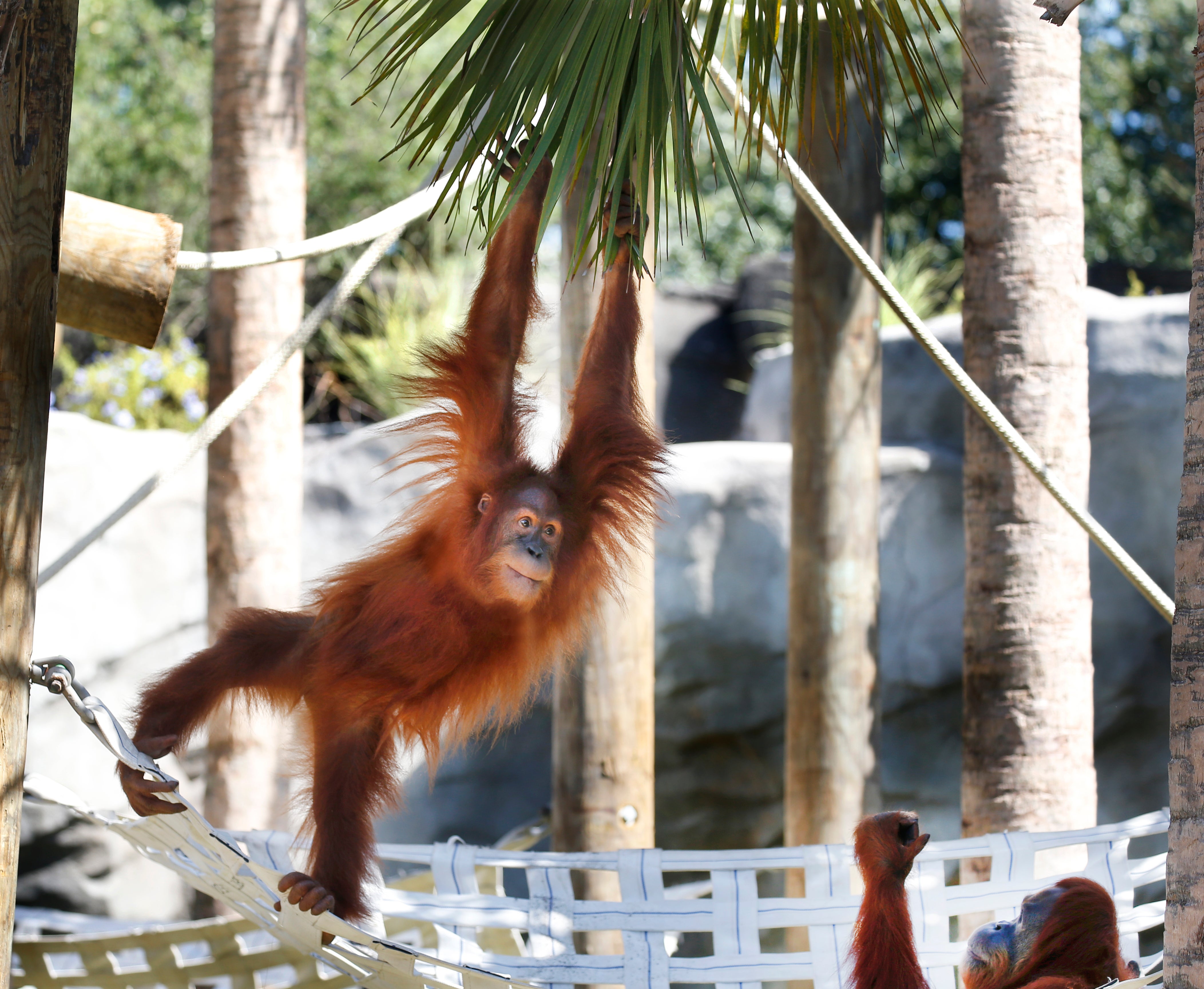 Orangutan Pregnant-Twins-New Orleans