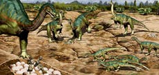 Over 100 dinosaur eggs discovered in Argentina