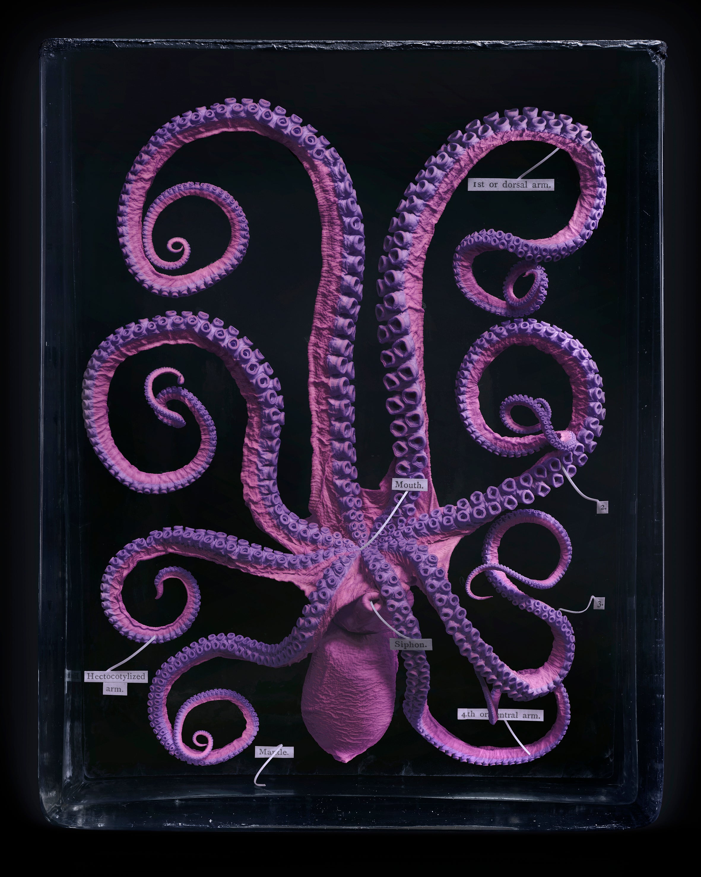 OCTOPUS, 2021