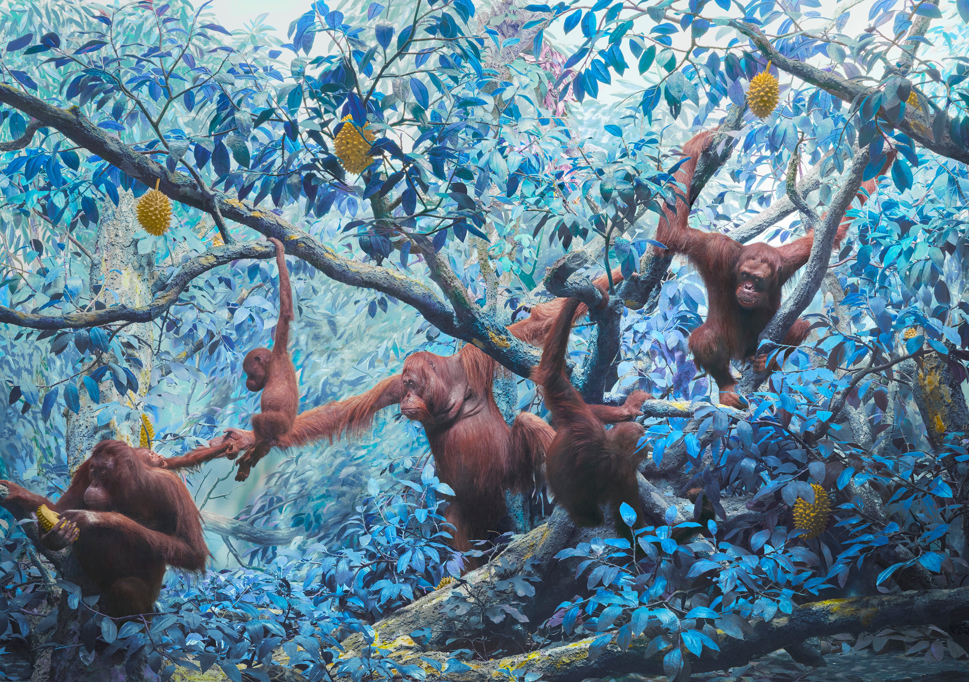 ORANGUTANS, 2021