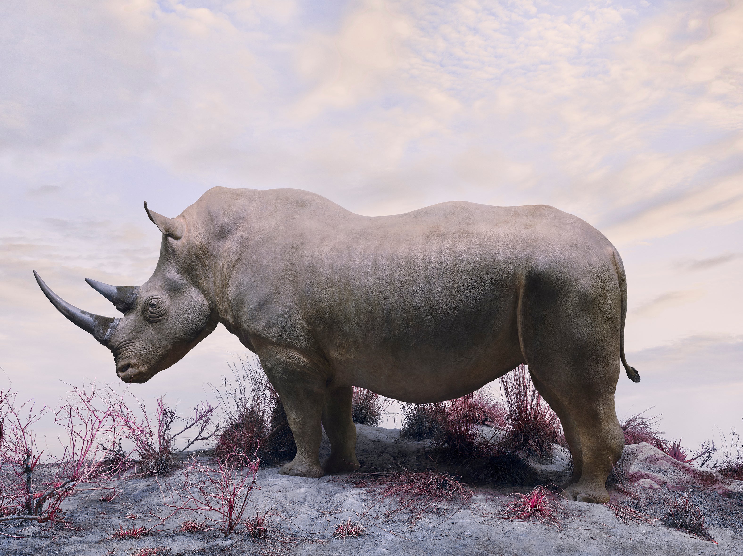 WHITE RHINO, 2021