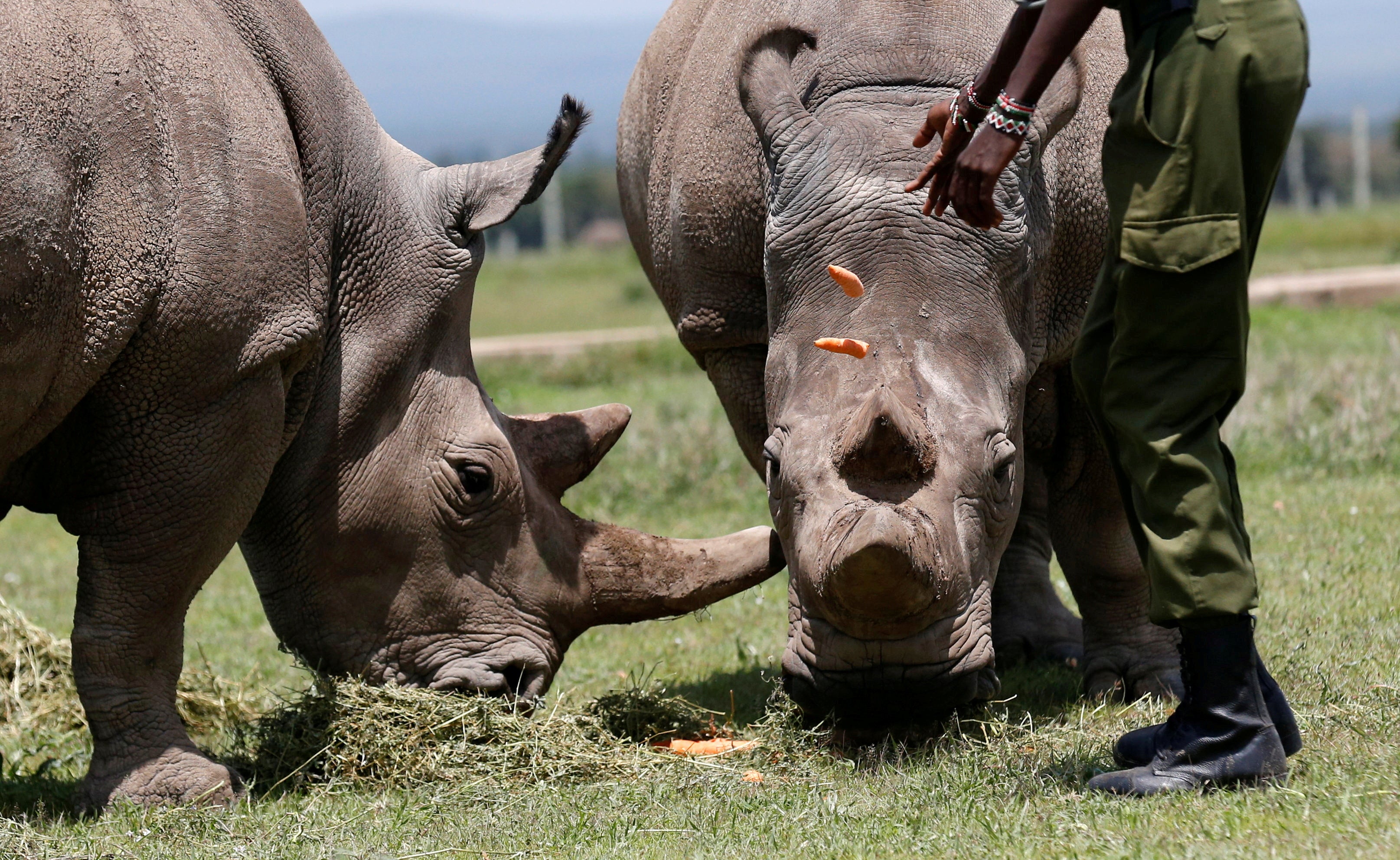 A ranger feeds Najin (R) and her daughter Fatu (L)