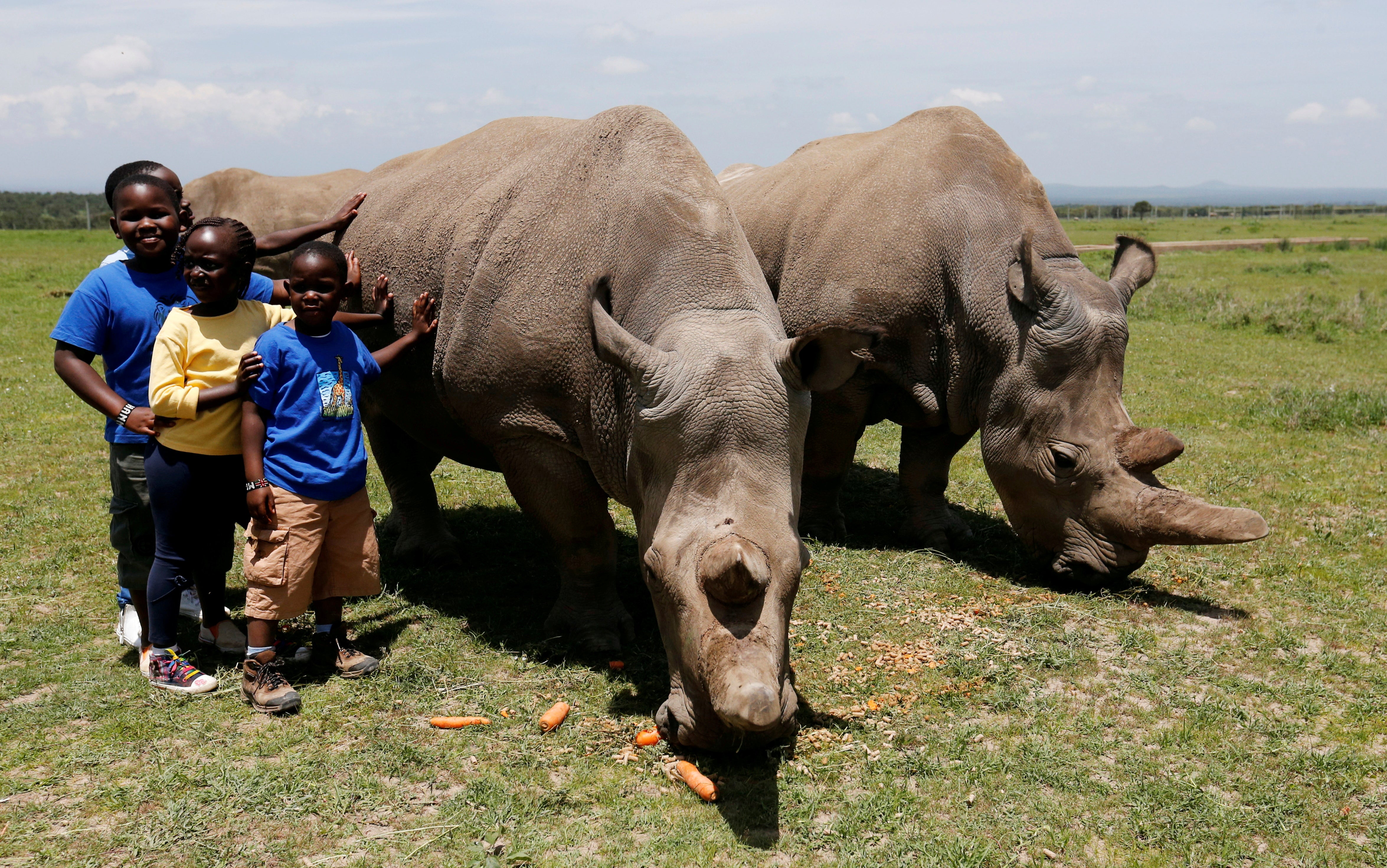 Najin will now play a valuable role as an ambassador for the conservation