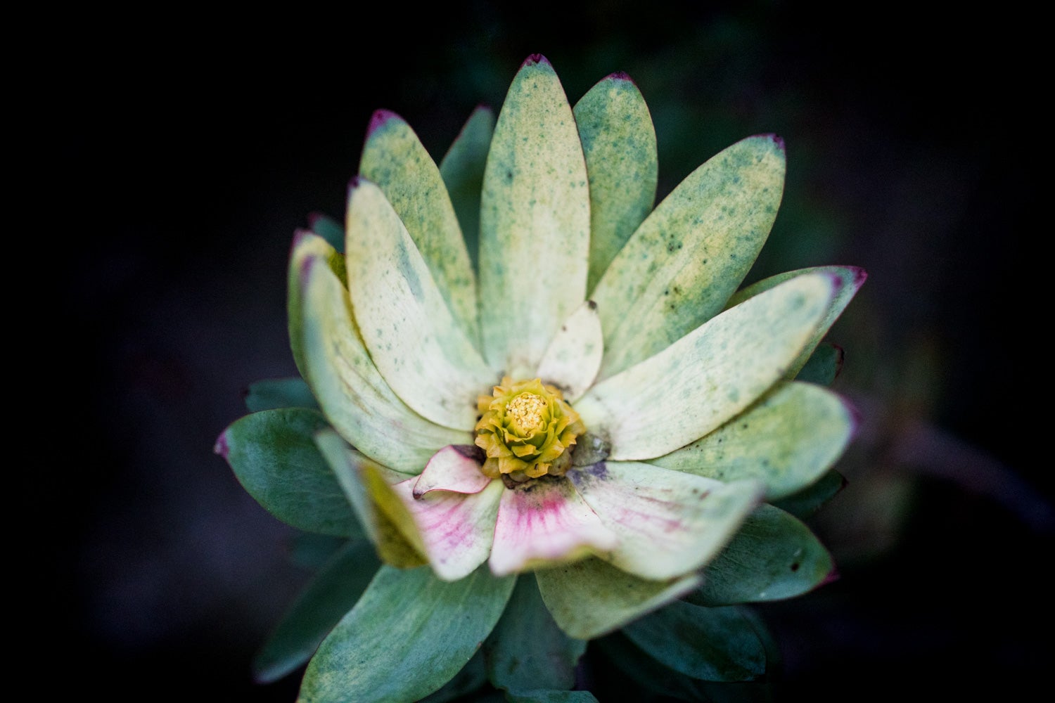 A protea flower