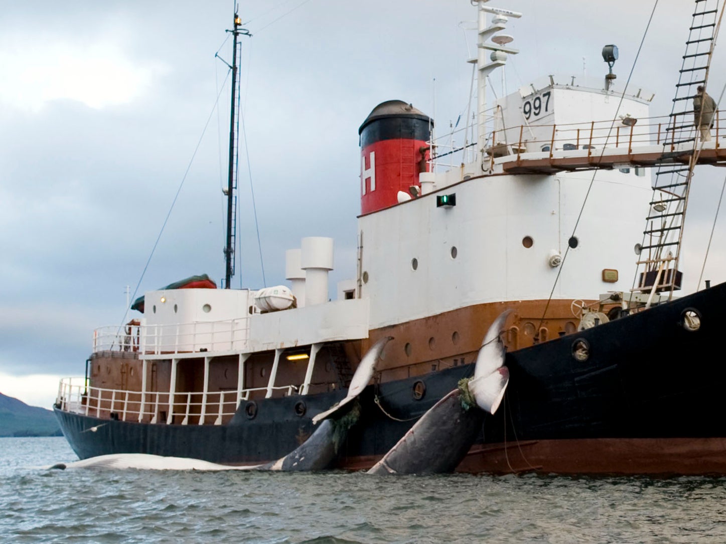 The tails of two 35-tonne Fin whales are bound to a Hvalur boat on June 19, 2009 after being caught off the coast of Hvalfjsrour, north of Reykjavik