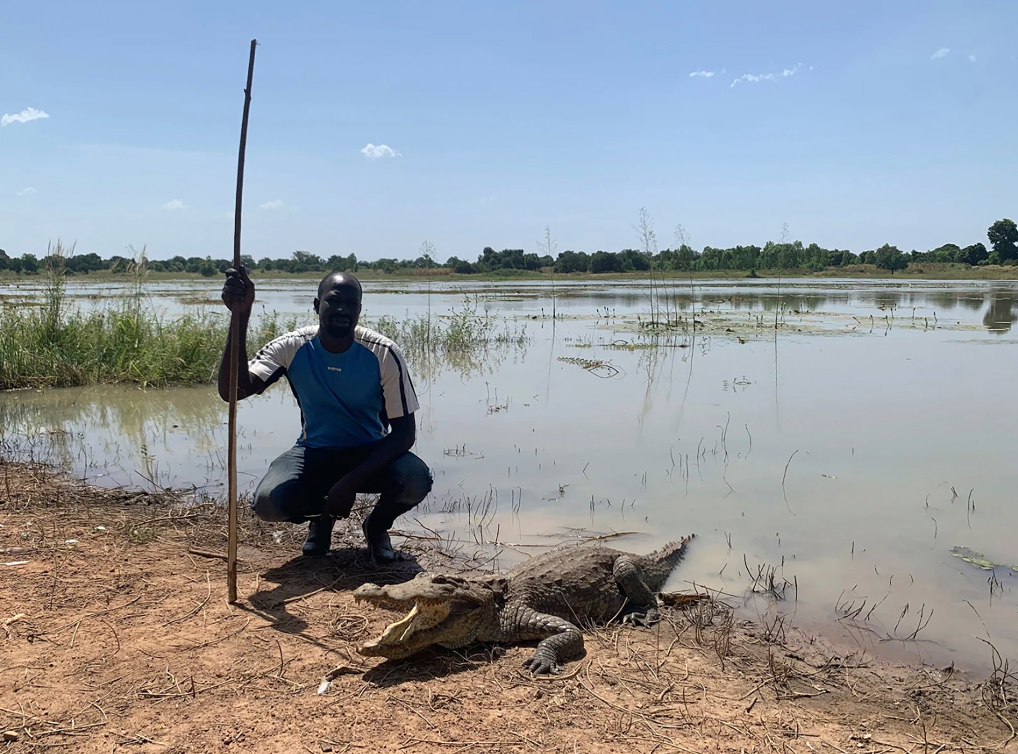 Bazoule Crocodiles