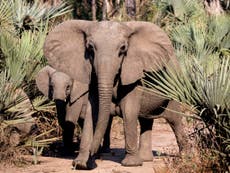 Ivory poaching triggers evolution of tuskless elephants