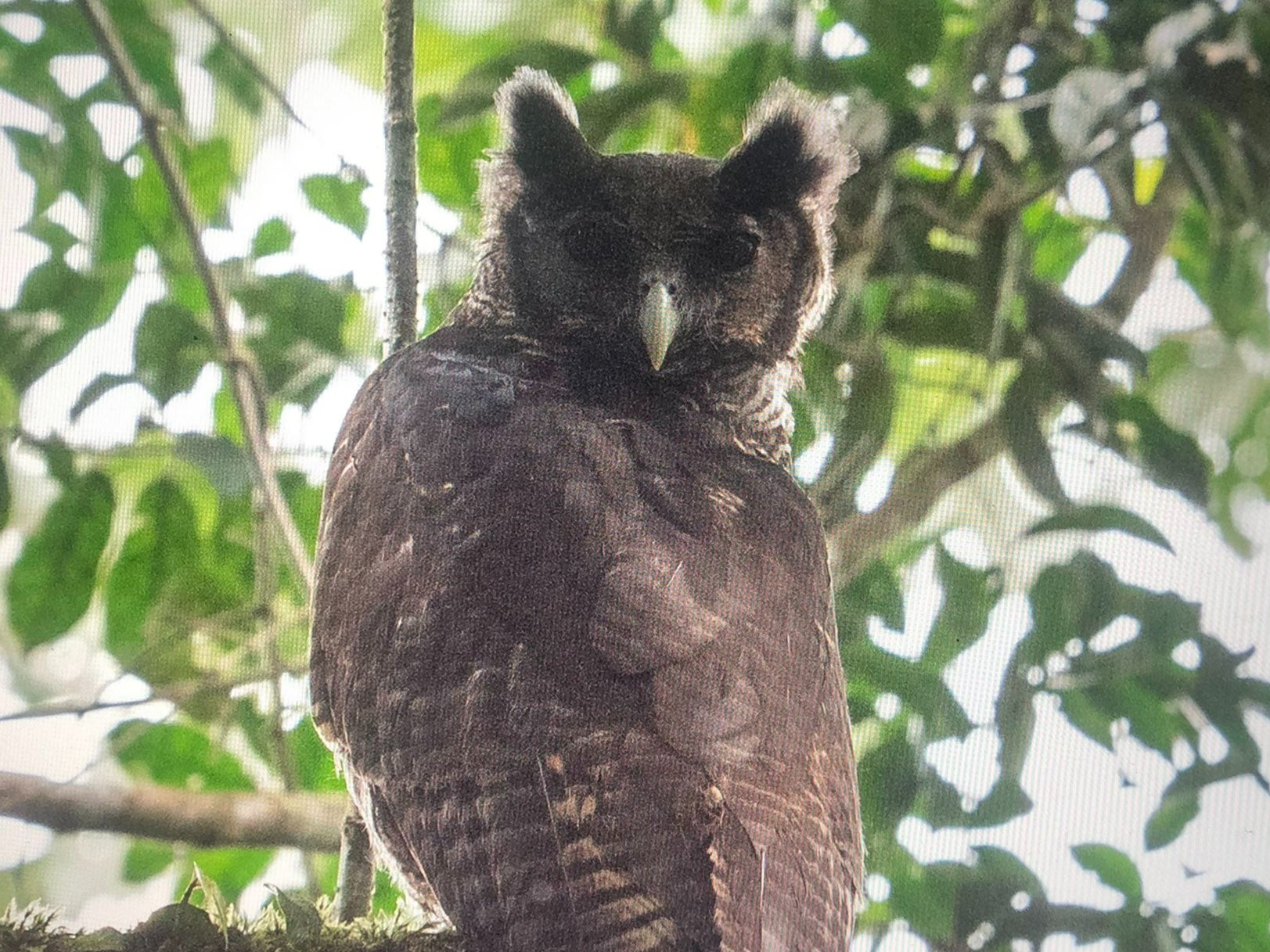 “It was so large, at first we thought it was an eagle,” Dr Tobias said.