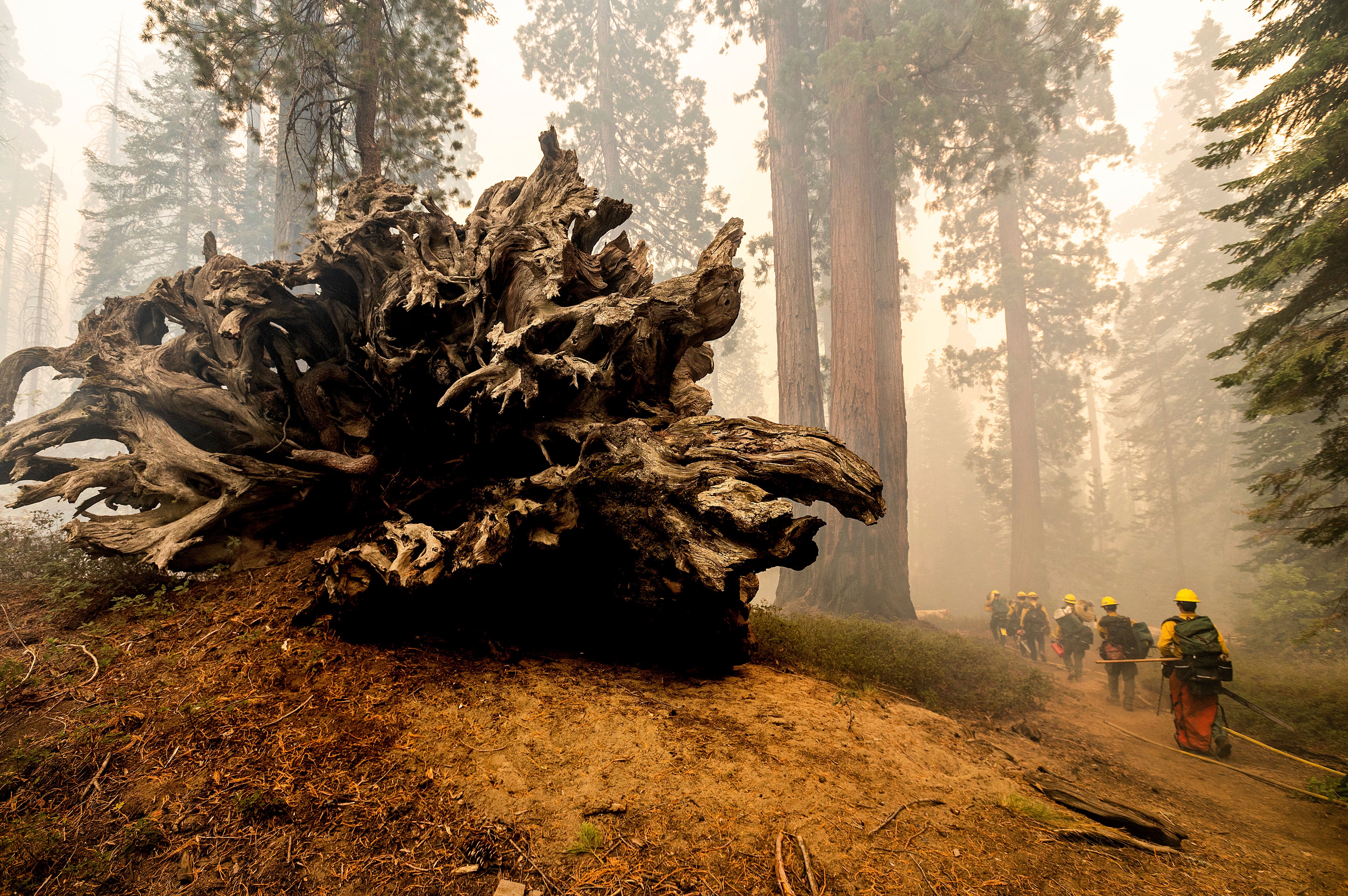 California Wildfires Giant Sequoias