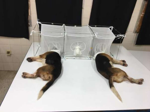 Fauci pressed over claims of funding for ‘cruel’ puppy experiment that locked their heads in cages with sandflies