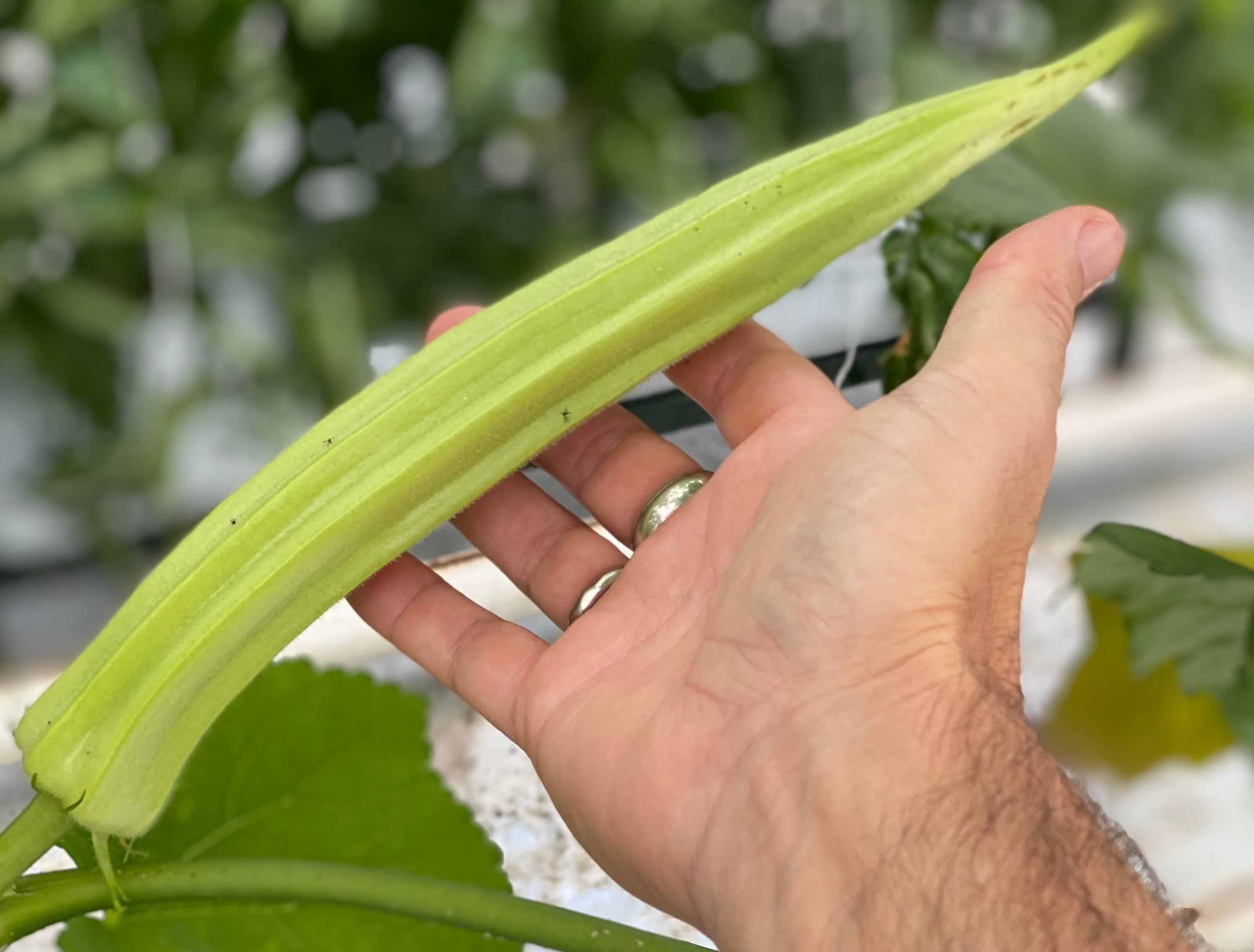 Okra ‘Bhut Bhindi’ (@robsallotment/PA)