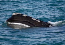 Endangered whale population sinks close to 20-year low 