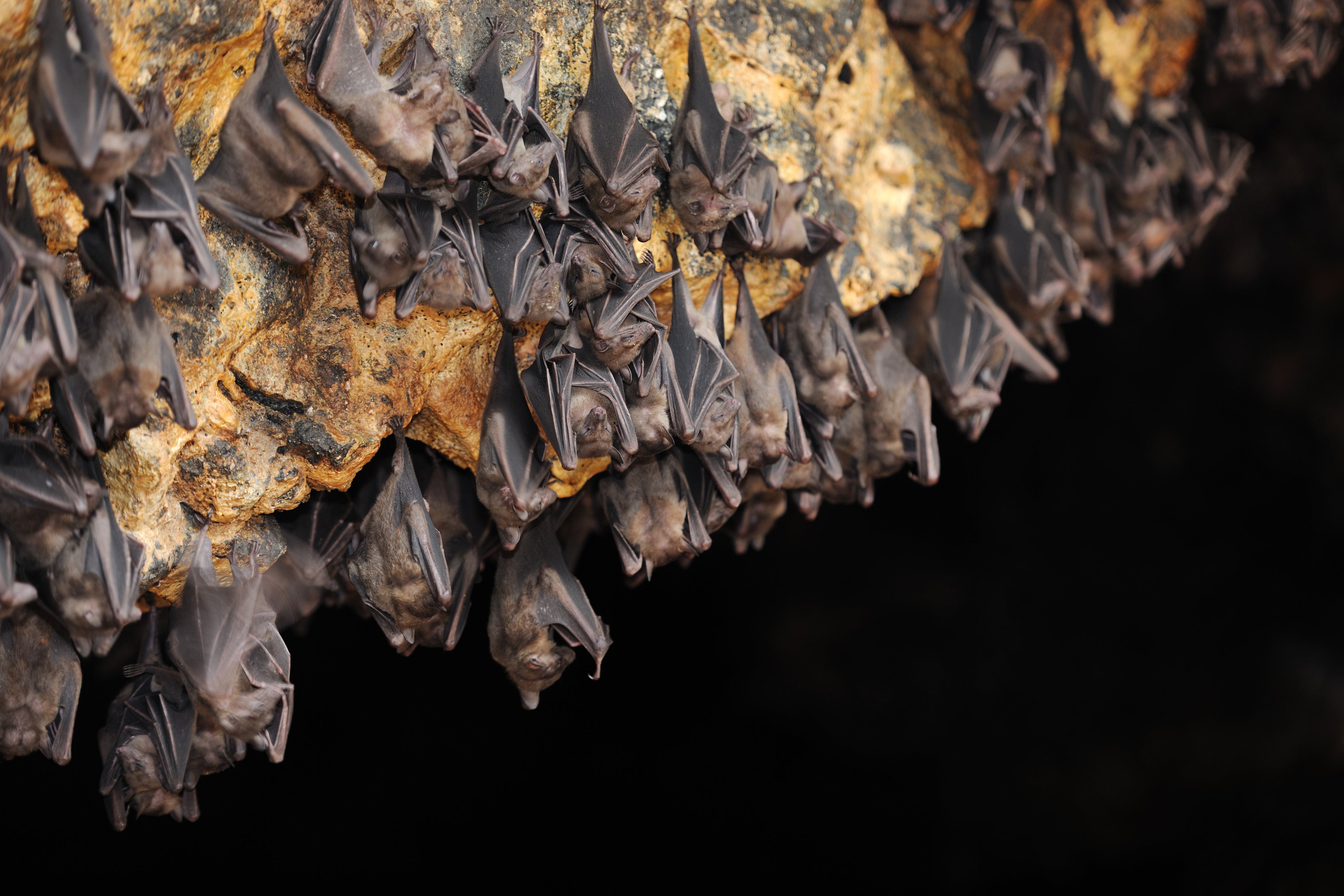 Scientists found bats harbouring two dozen kinds of coronavirus