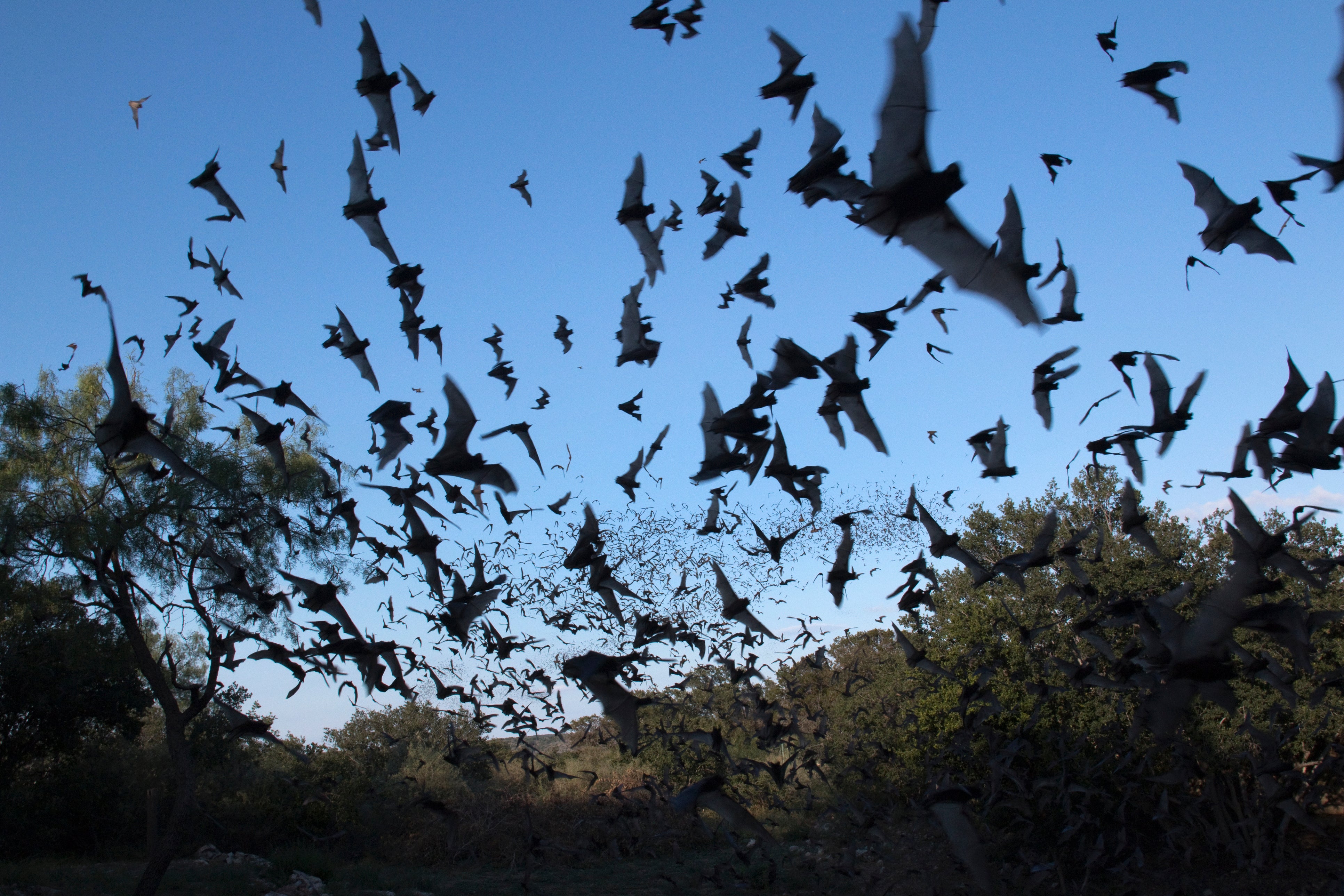 Scientists caught and studied 645 bats belonging to 45 different species