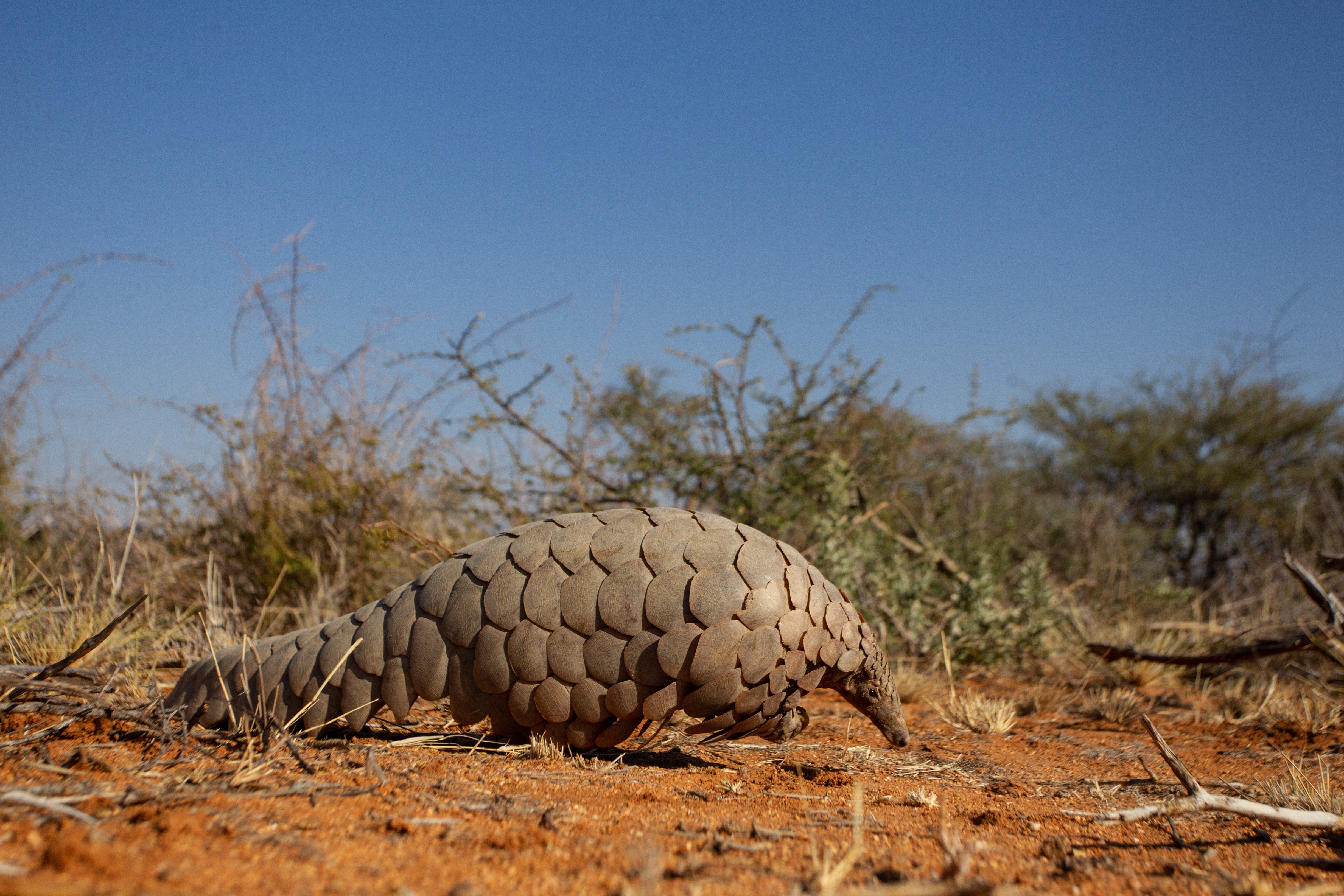 Most coronaviruses have been discovered in bats, while a few have come from scaly mammals known as pangolins