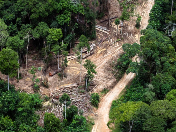 Aerial view of trees being removed in carbon-rich peatland forest near Mbandaka in the Democratic Republic of the Congo