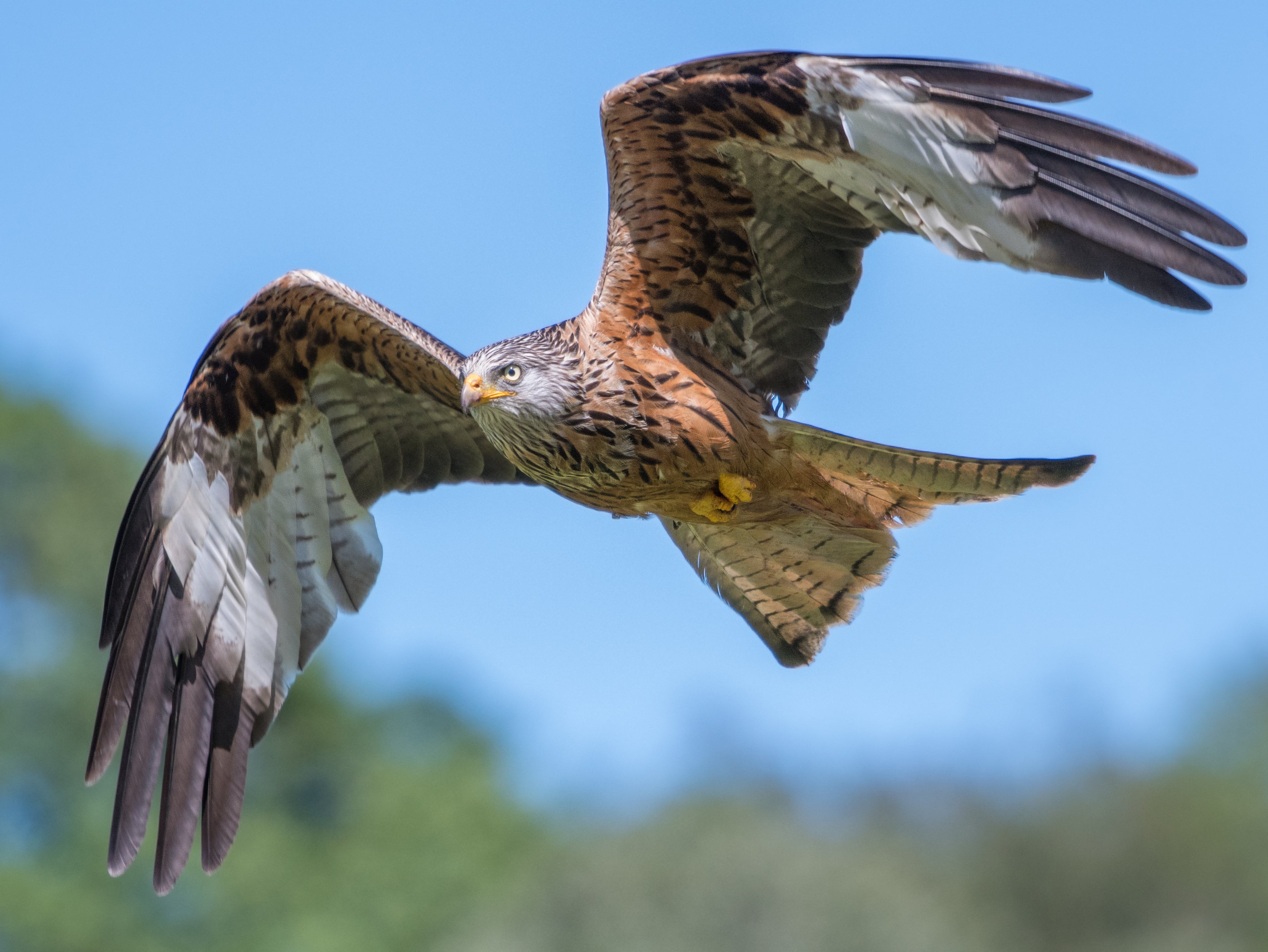 Twenty red kites were among birds targeted by criminals