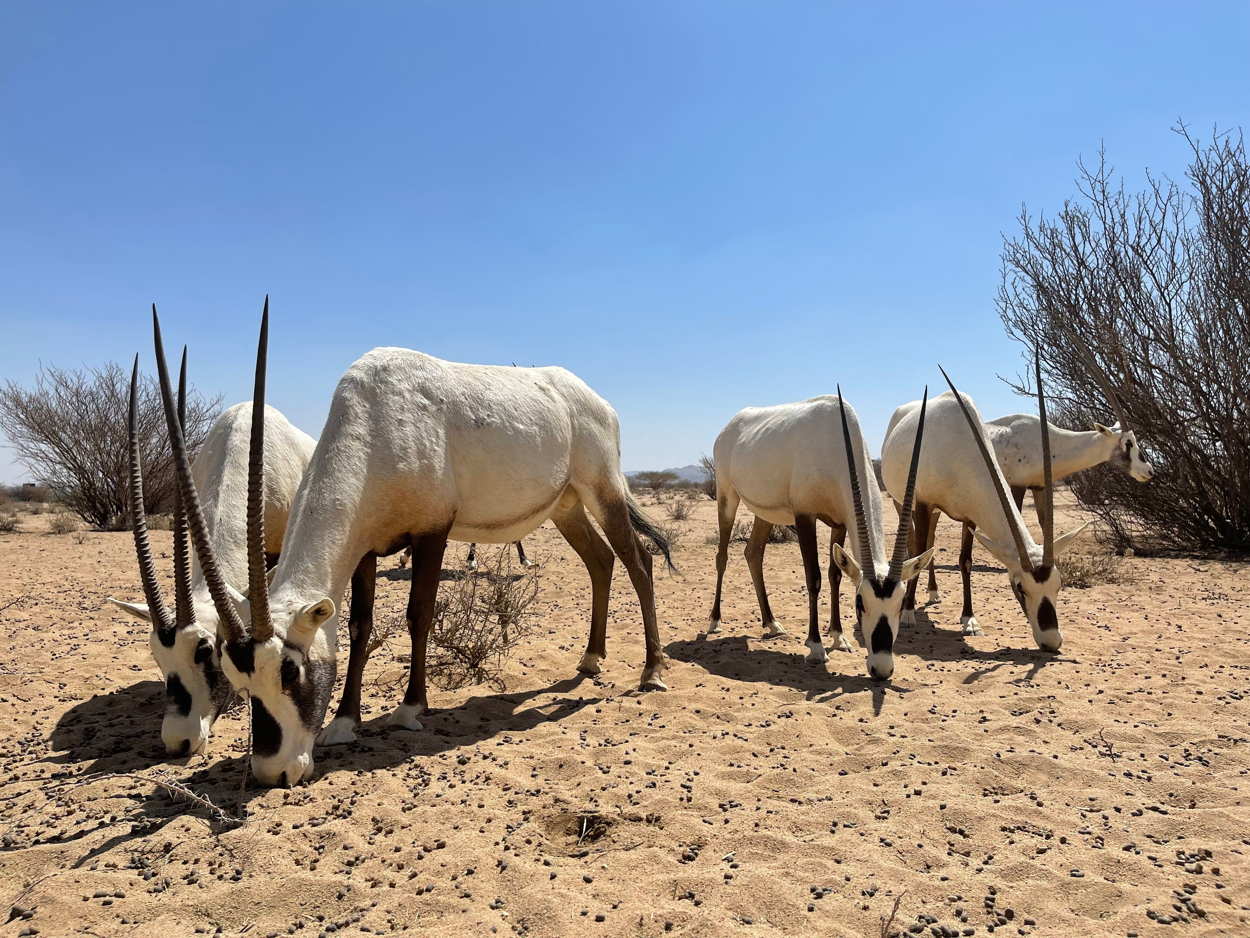 Arabian oryxes at National Wildlife Research Centre in Taif, Saudi Arabia