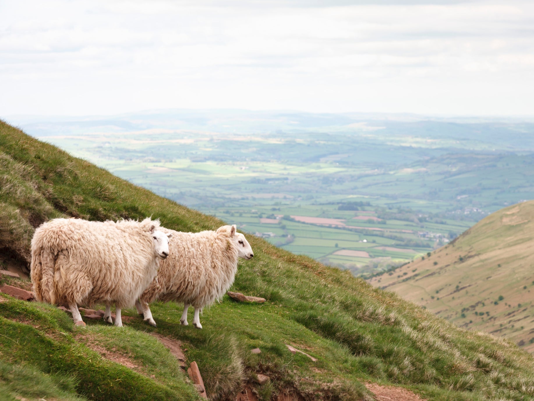 Sheep on treeless hills in the Brecon Beacons in South Wales. Defra must avoid ‘squandering’ the potential of such uplands, MPs warned