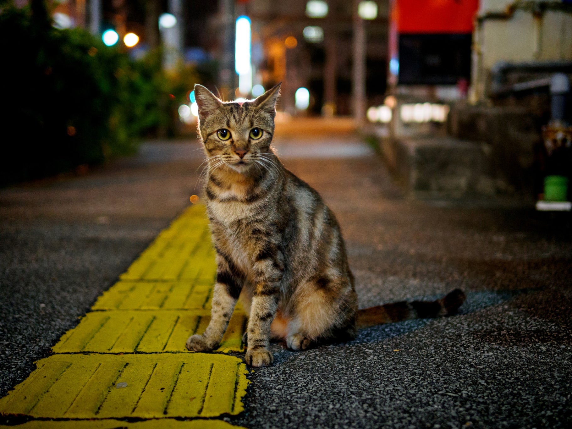 A stray cat sits on the pavement