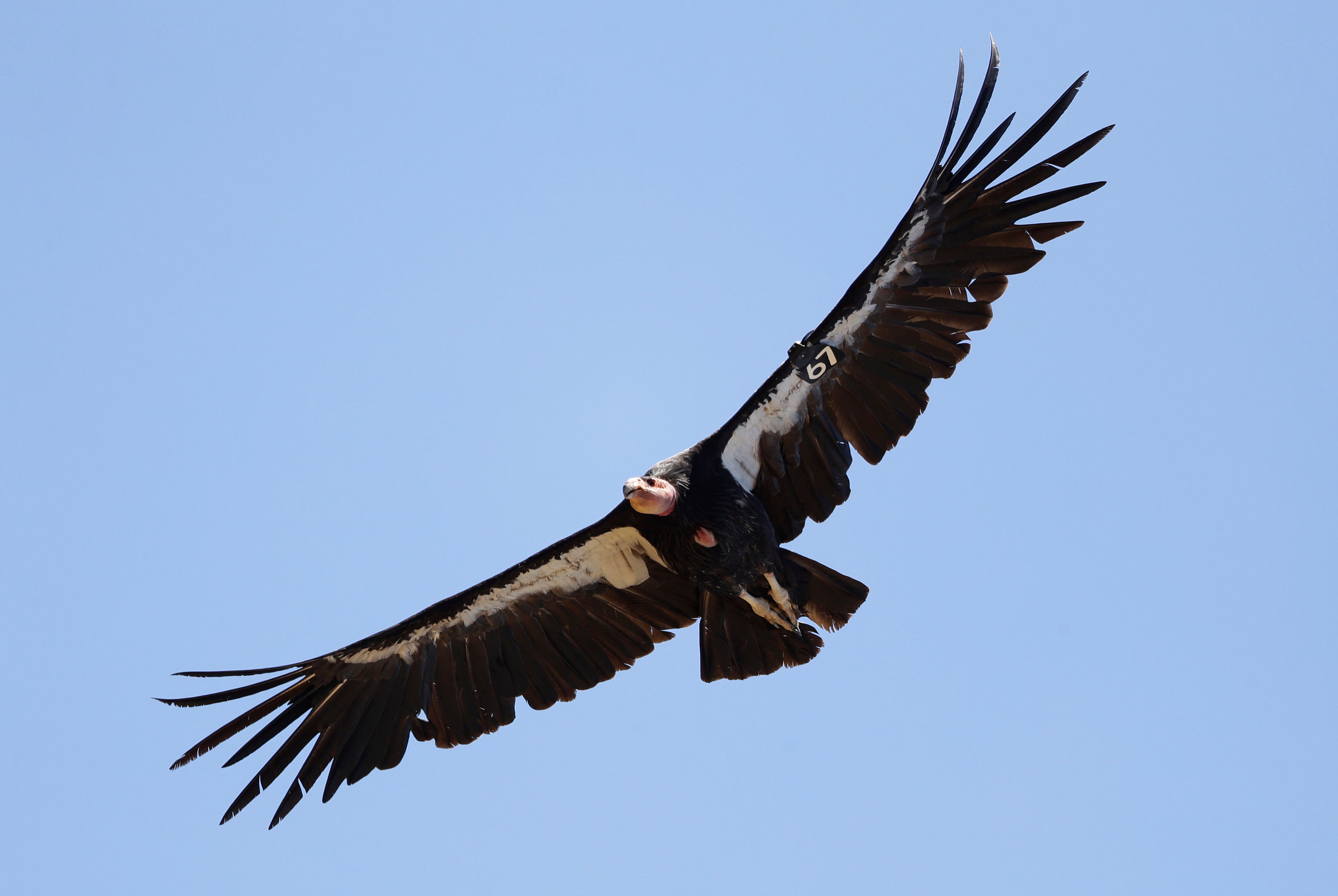 California Condors-Virgin Births