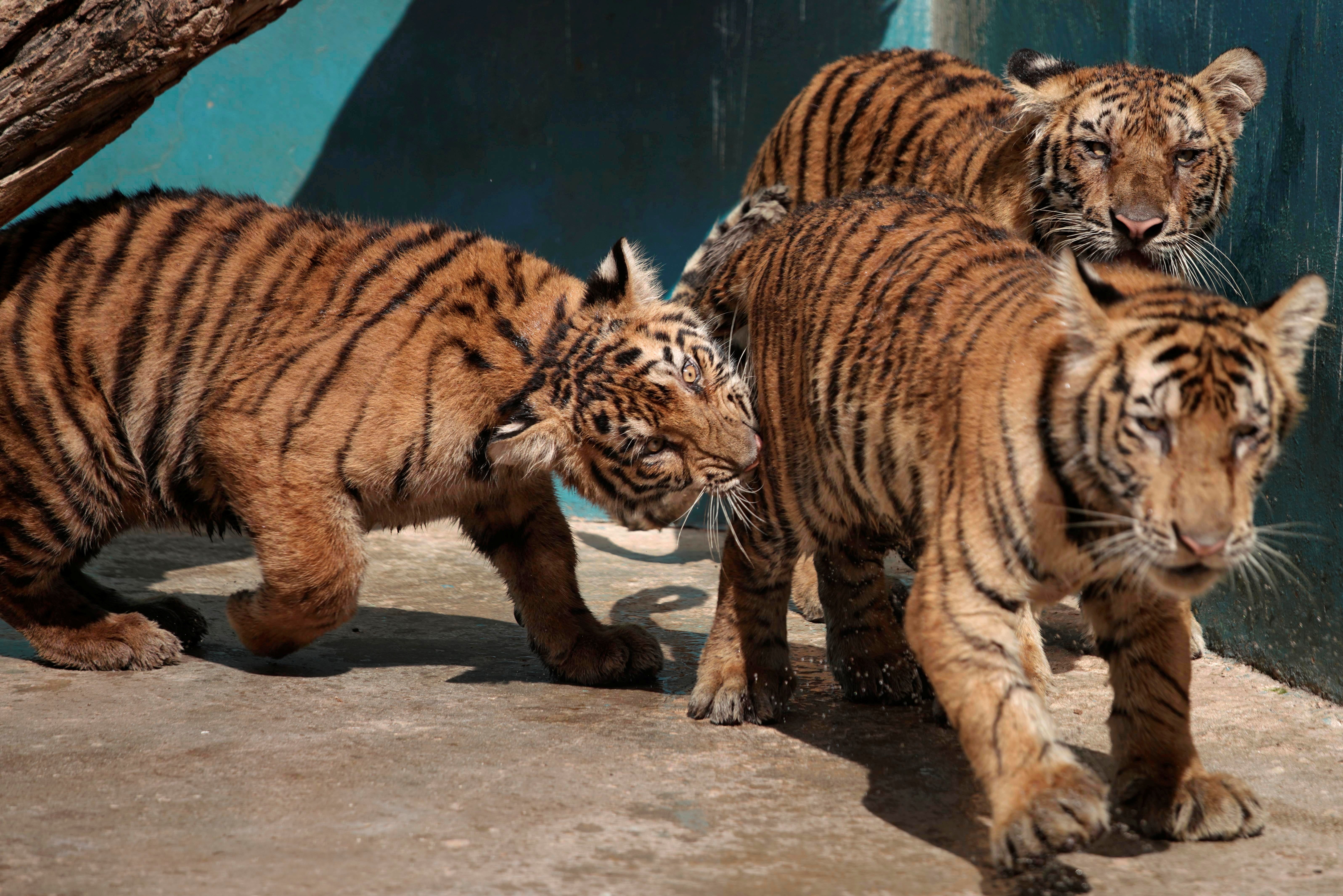 Bengal tiger cubs play at the zoo in Havana, Cuba, 27 October 2021