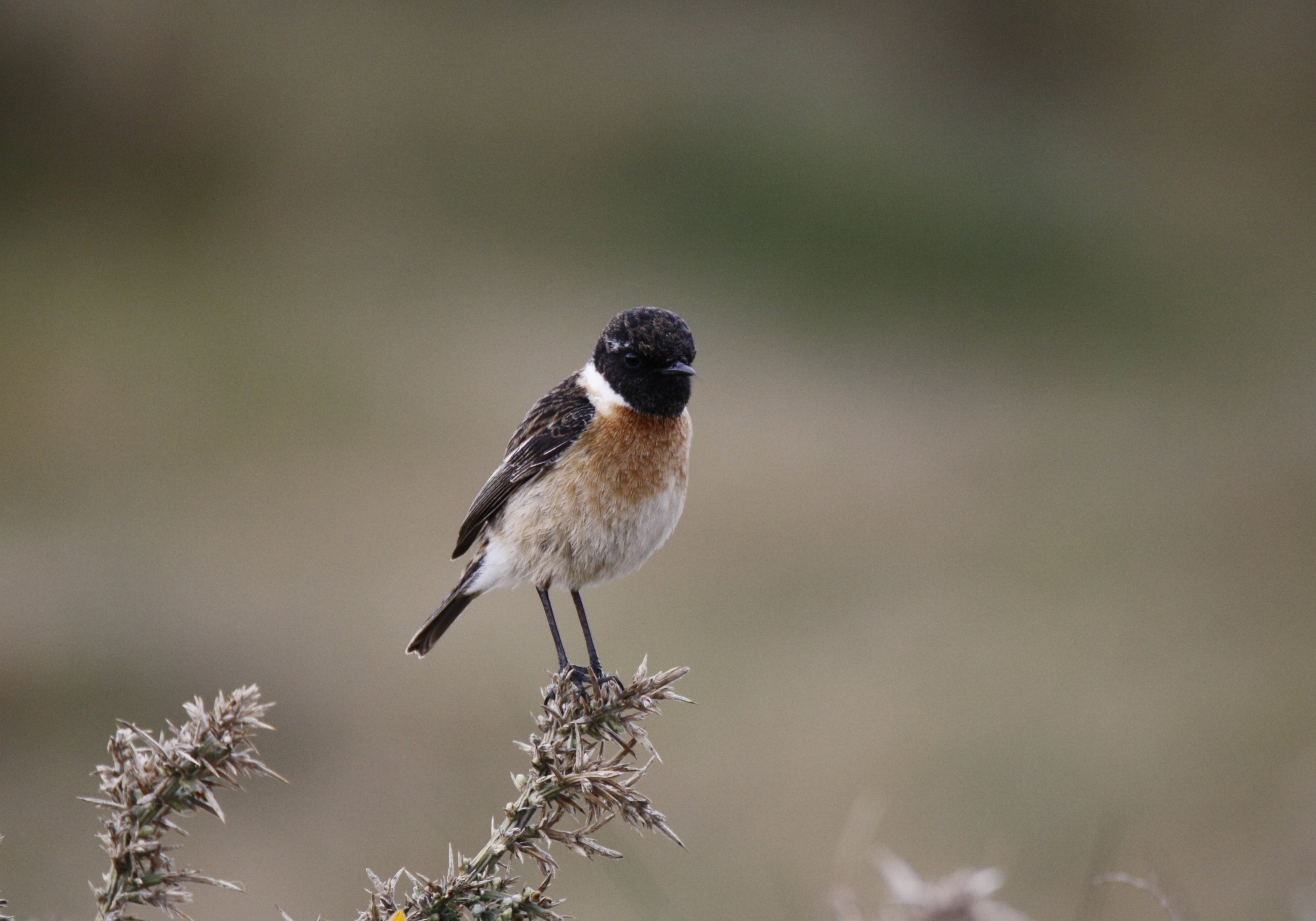 Stonechat in New Forest National Park by Fletcher Foot aged 14