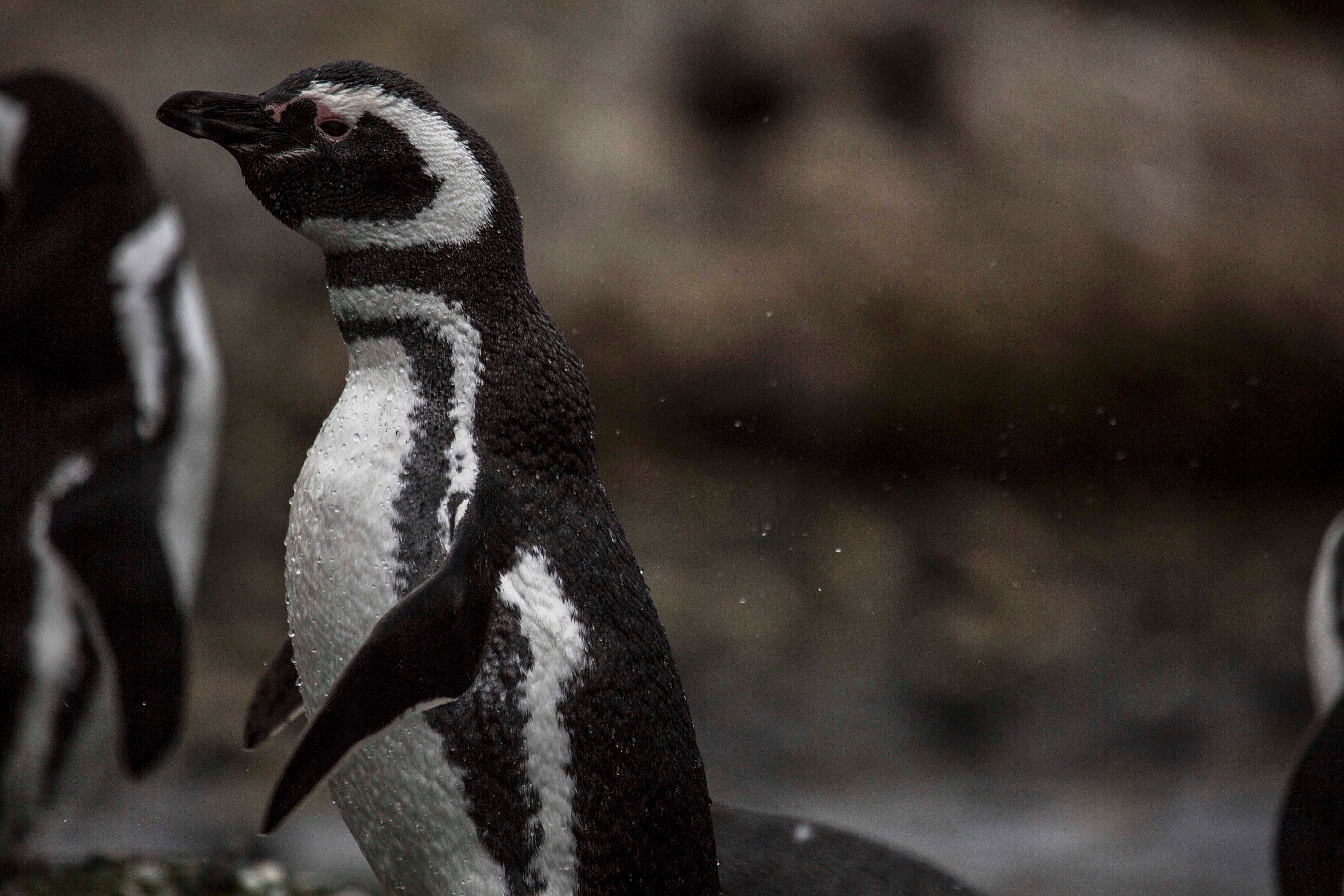 A Magellanic penguin