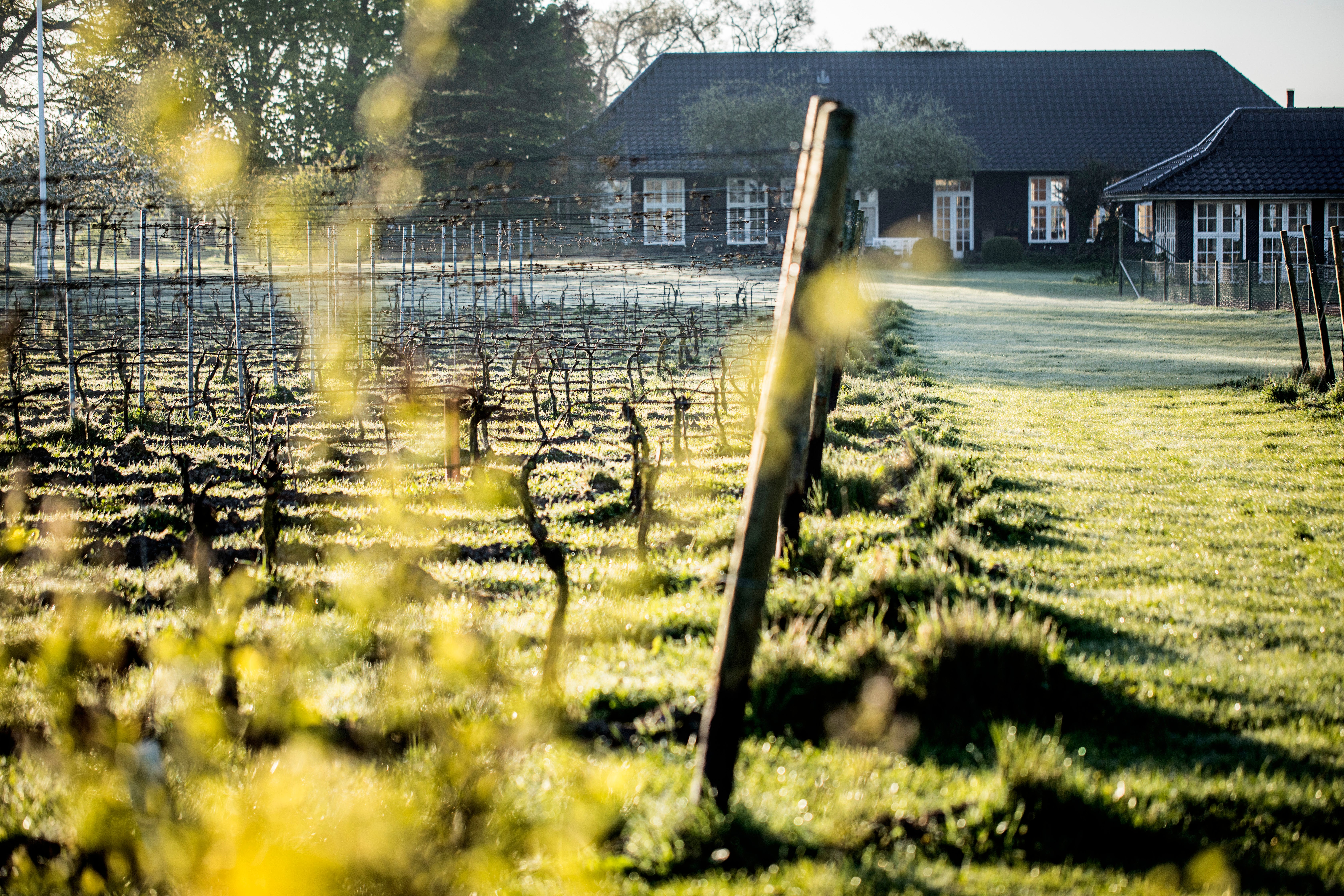 Organic winery By Stokkebye aims to have a minimal footprint