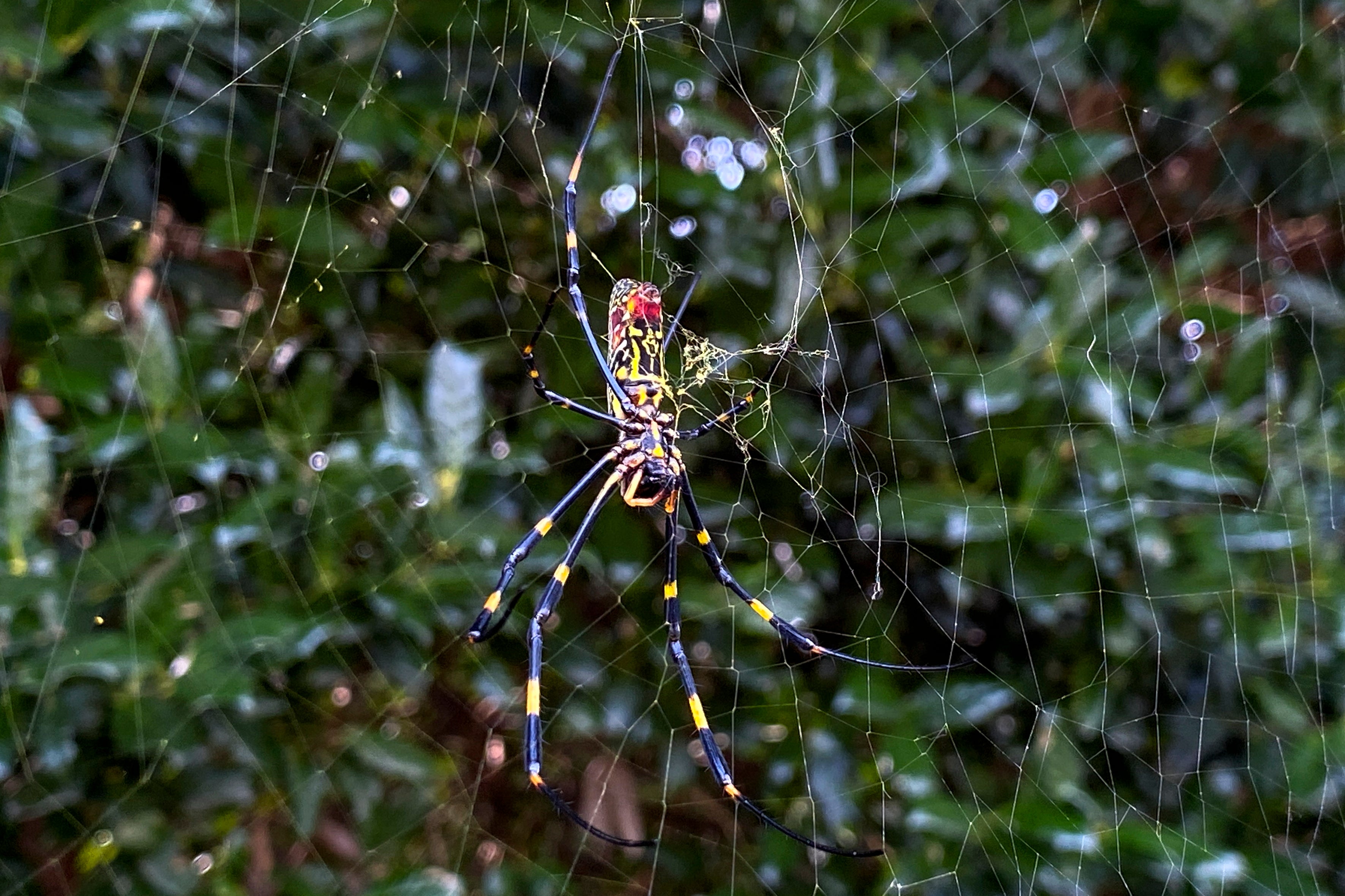 The Joro spider, a large spider native to East Asia, is seen in Johns Creek, Ga., on Sunday, Oct. 24, 2021