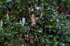 Giant parachuting Joro spiders wreaking havoc in Georgia could take over east coast, scientists warn