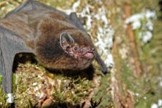 Victory for bat in New Zealand’s bird of the year competition upsets some twitchers