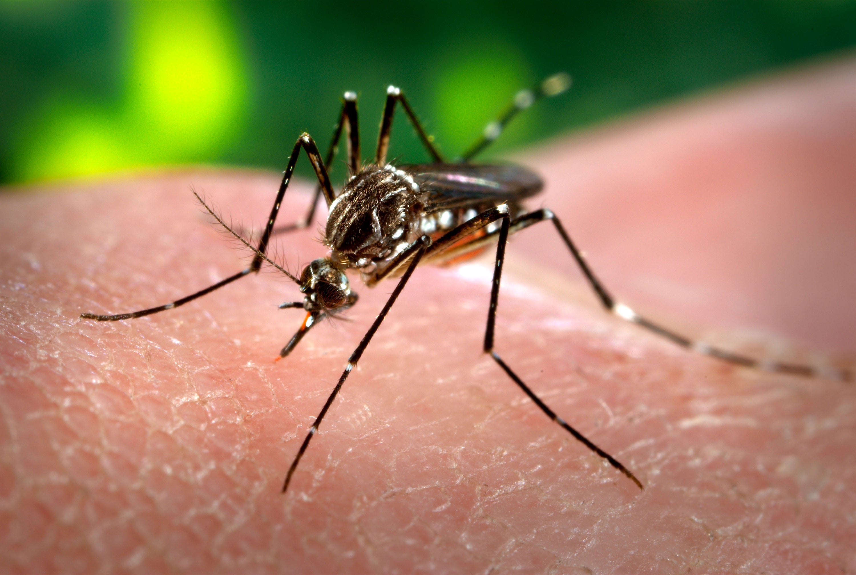 New method to tackle dengue fever could drastically reduce the number of infections