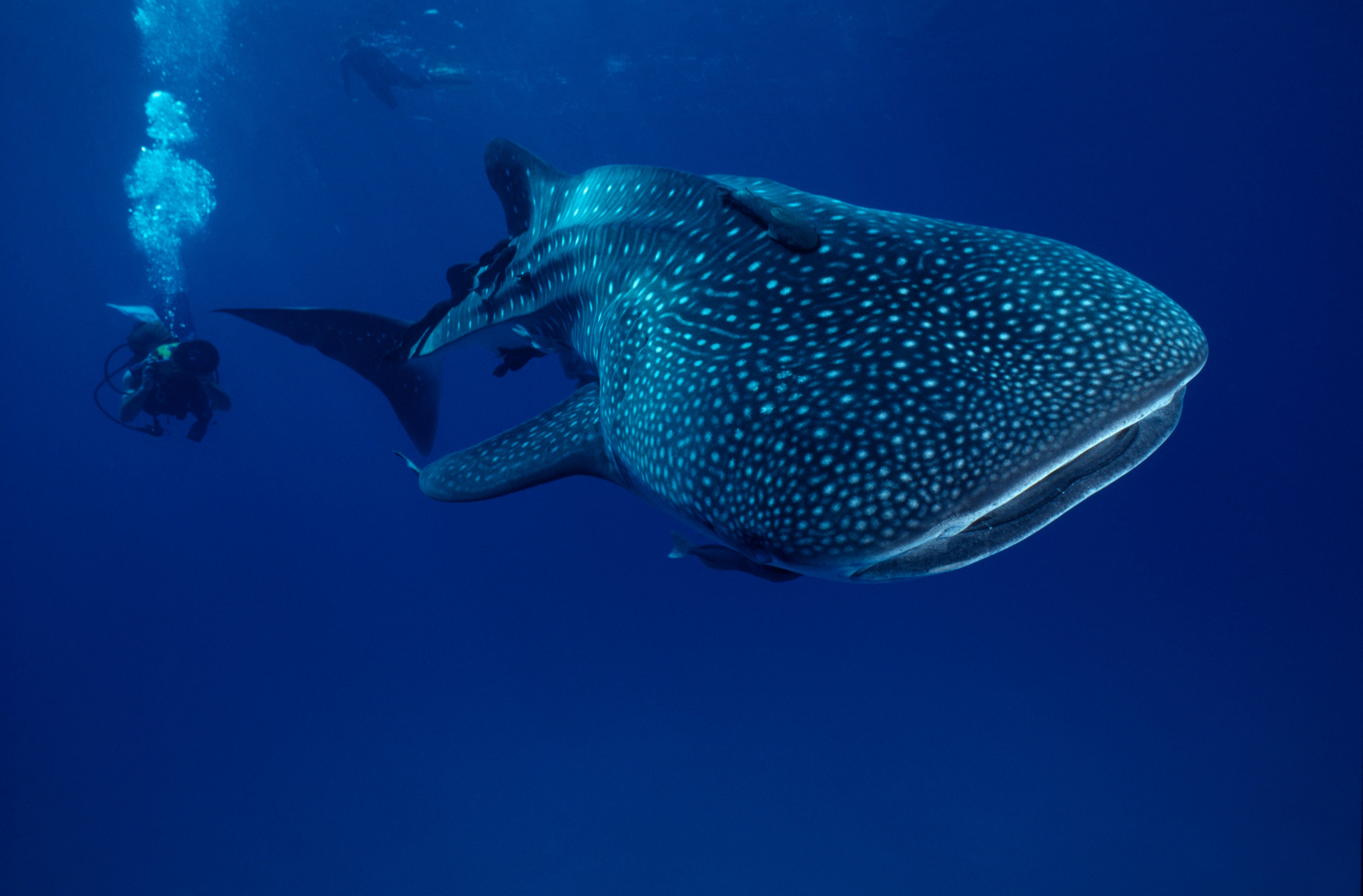 The whale shark is the largest fish in the sea