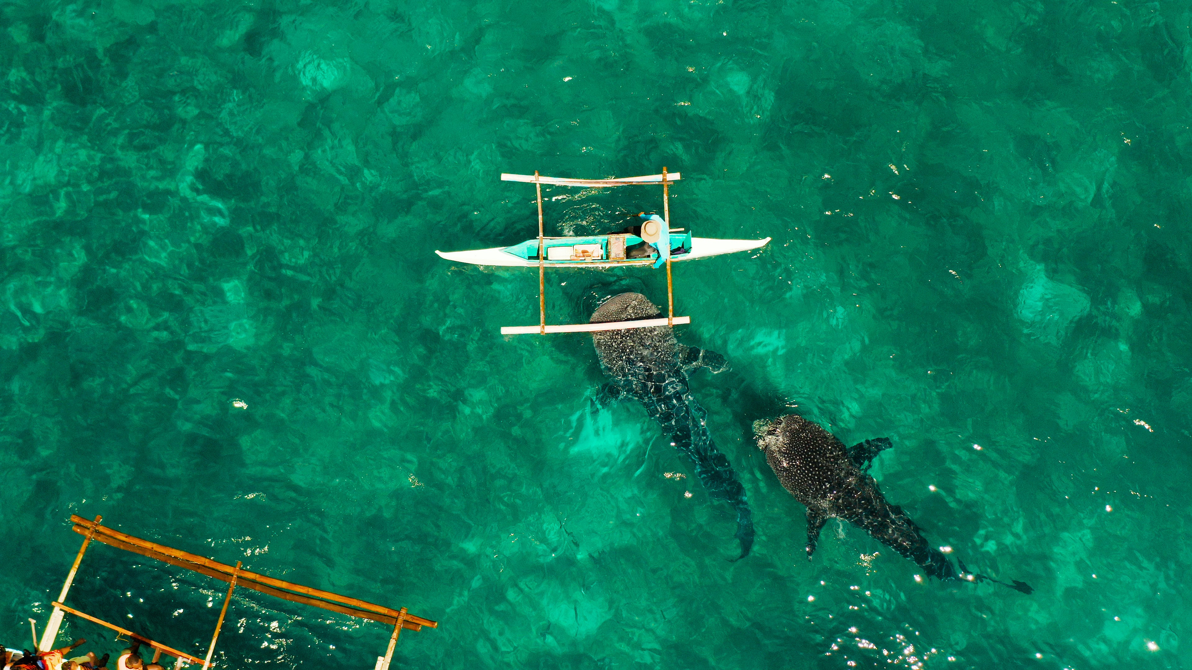 A tourist boat with whale sharks in the water off Oslob