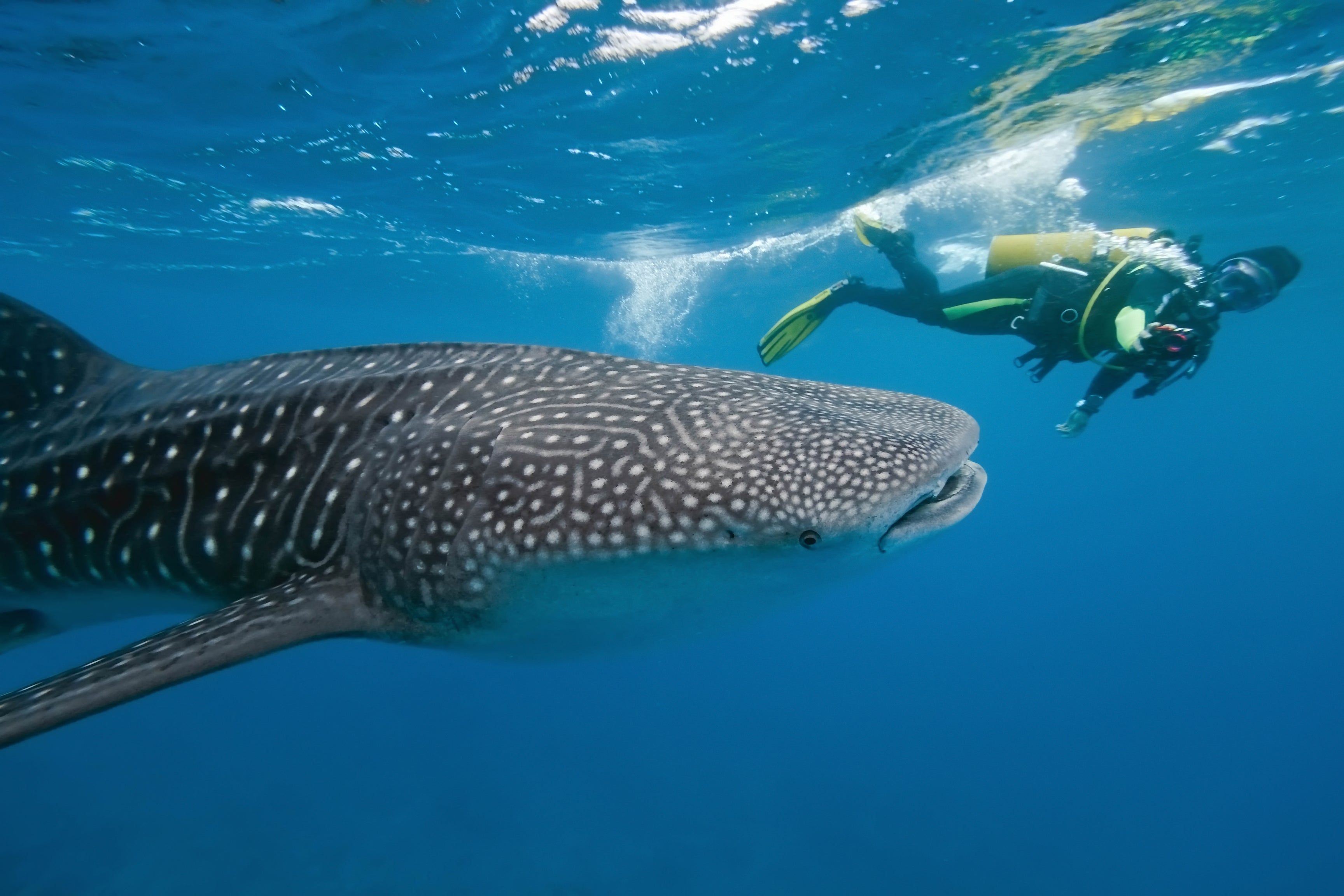 Their dependence on income from tourism means the residents don’t want to stop feeding the sharks