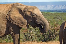 Tuskless elephants may evolve new problems