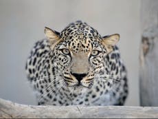 Born to be wild: A daring vision of the Arabian leopard’s future 