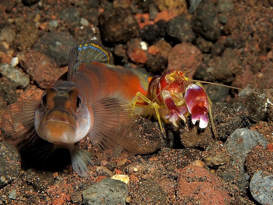 A snapping shrimp (r) and a goby. The snapping shrimp competes with far larger animals such as the sperm whale and beluga whale for the title of loudest animal in the sea