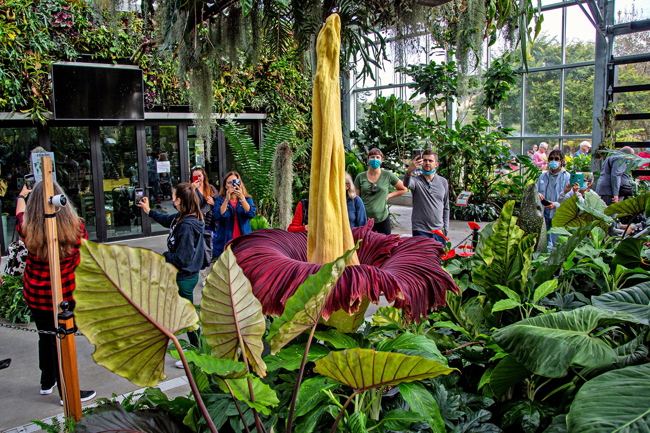 Giant Stinky Flower