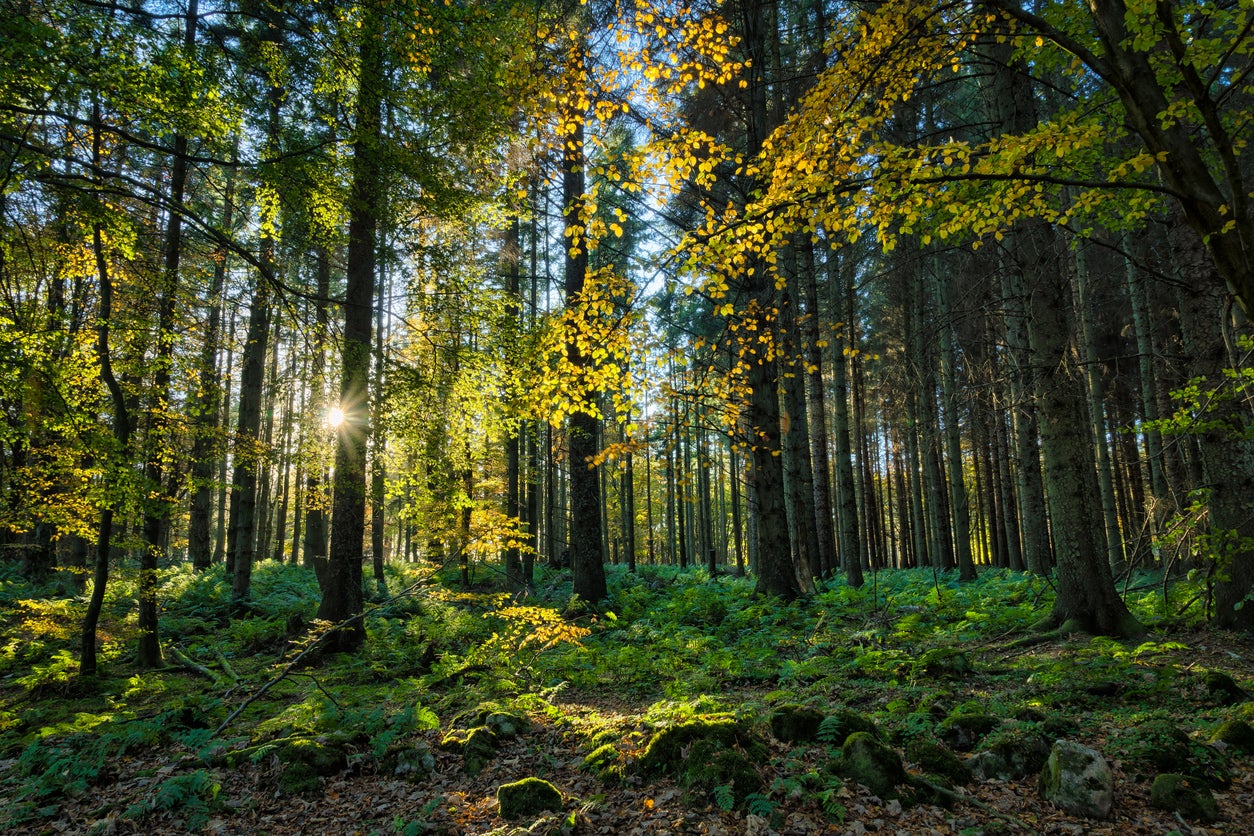 ‘As the government’s key environmental agencies, we are all supporting the commitment to treble rates of tree and woodland establishment by the end of this parliament’